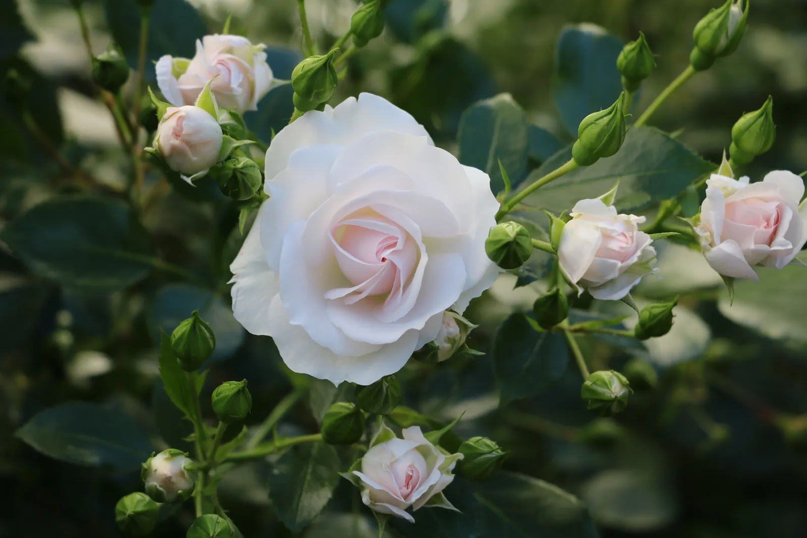 Floribundaros ASPIRIN® ('Taniripsa') - miniatyr 5