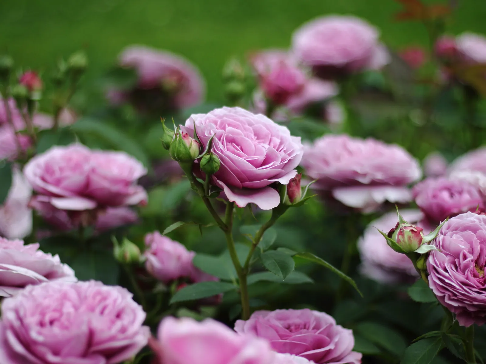 Floribundaros LAVENDER ICE® ('Tan04249'PBR) - miniatyr 2