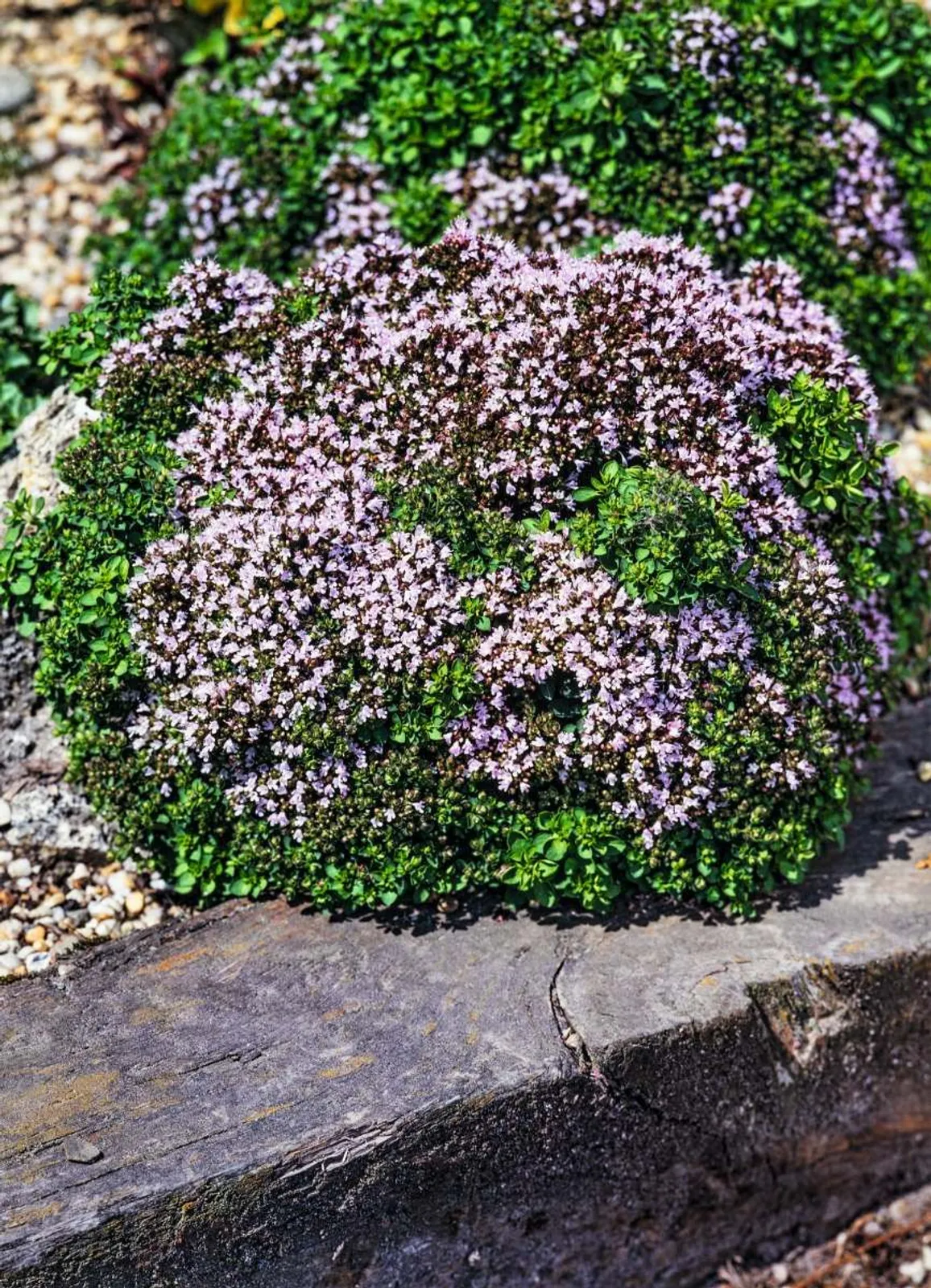 Kungsmynta, Oregano 'Compactum'