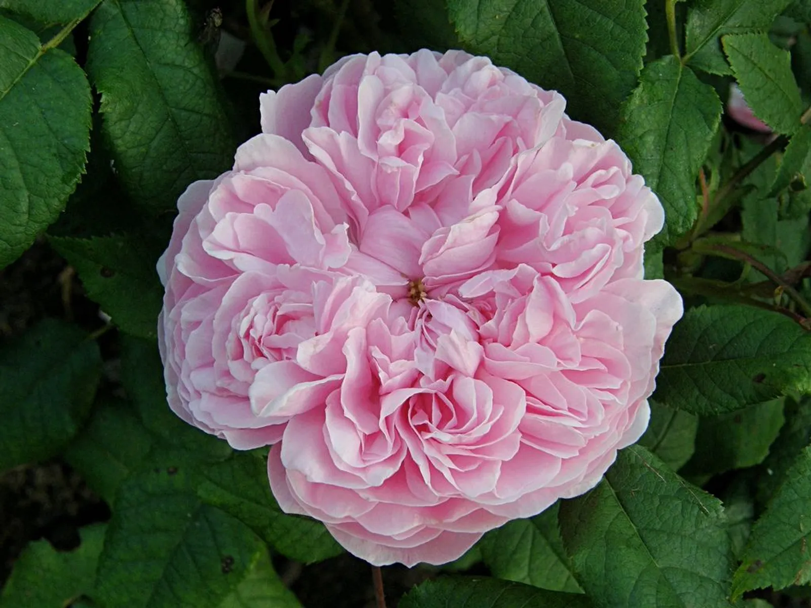 Portlandros 'Jacques Cartier' - miniatyr 3