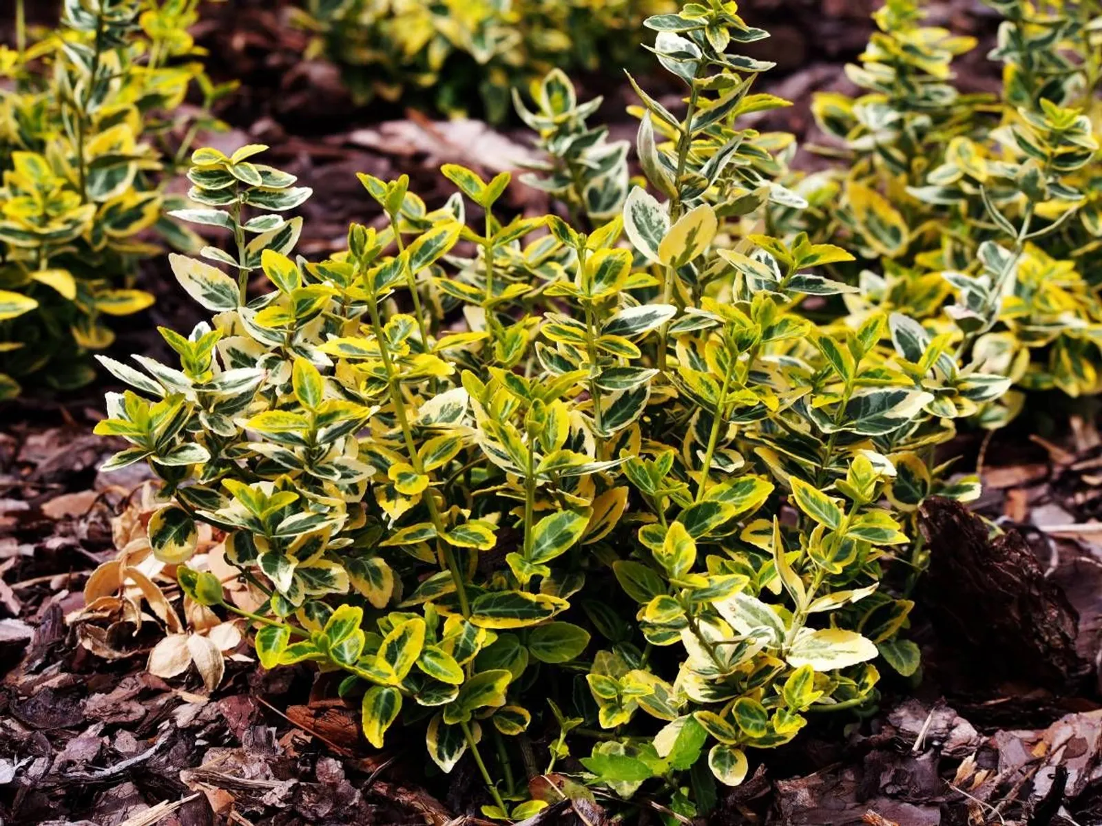 Klätterbenved 'Emerald 'n' Gold', 15-30 cm — detalj 2