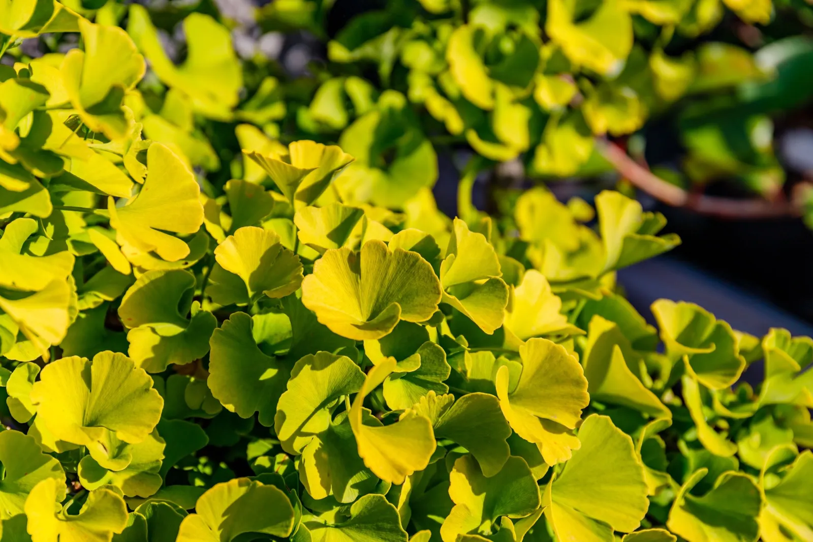 Ginkgo 'Mariken', Sh 80 cm - miniatyr 3