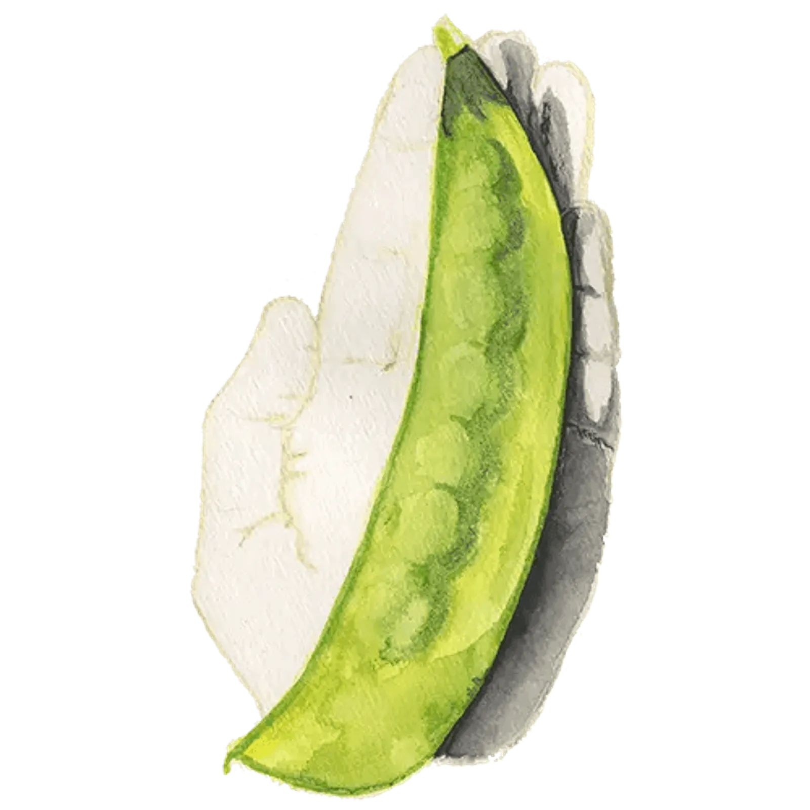 Gråsockerärt 'Lokförare Bergfälts Jätteärt', Frö
