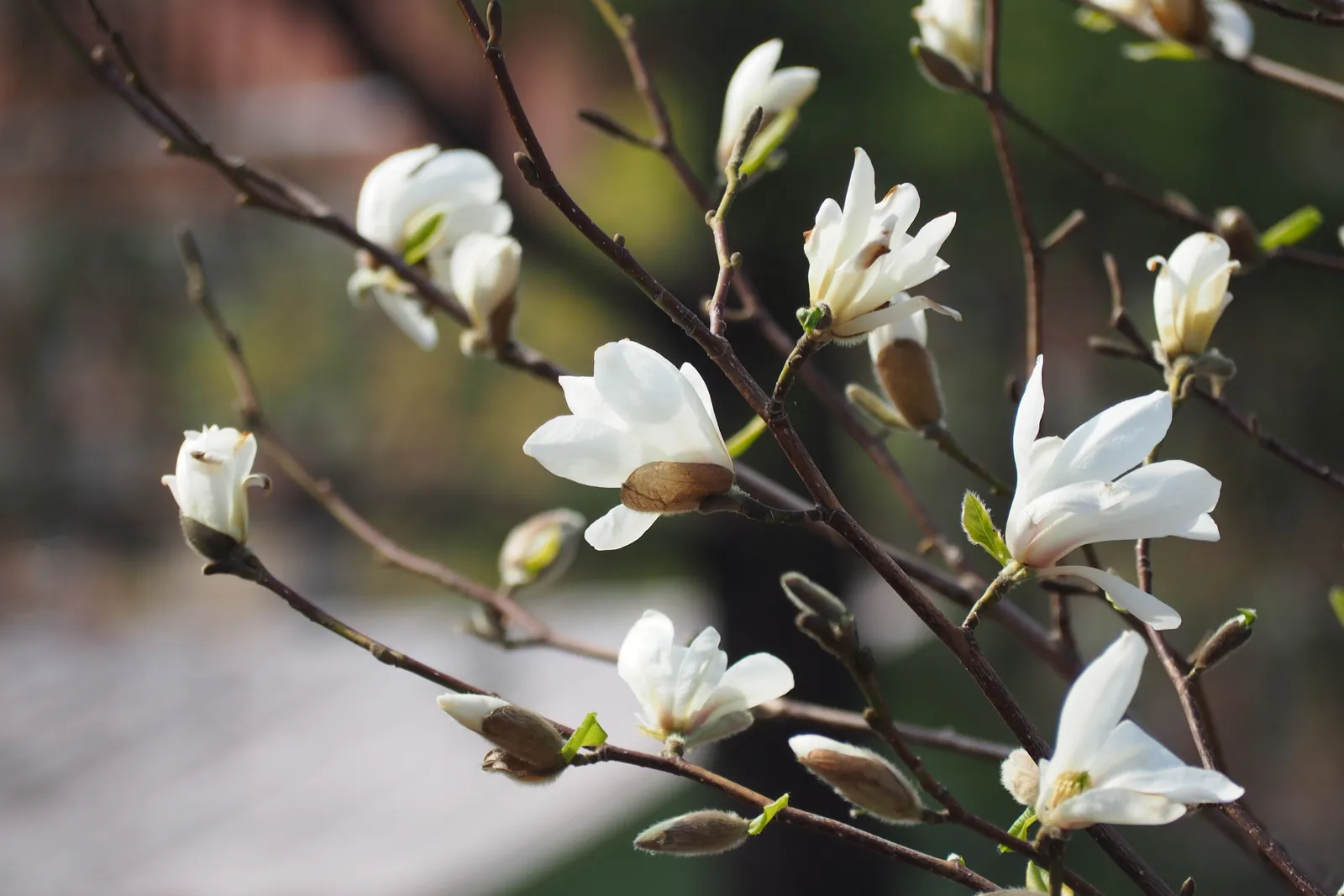 Japansk magnolia - miniatyr 4