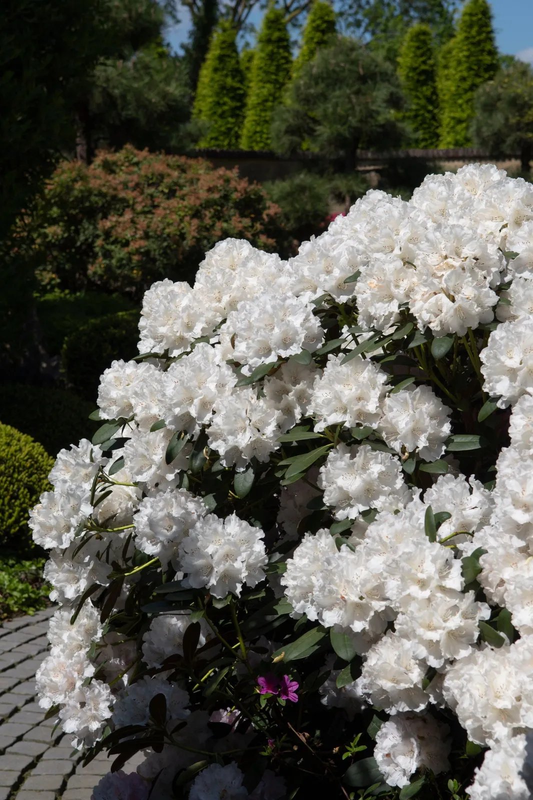 Yakushimanum-rododendron 'Schneekrone', 25-30 cm - miniatyr 2