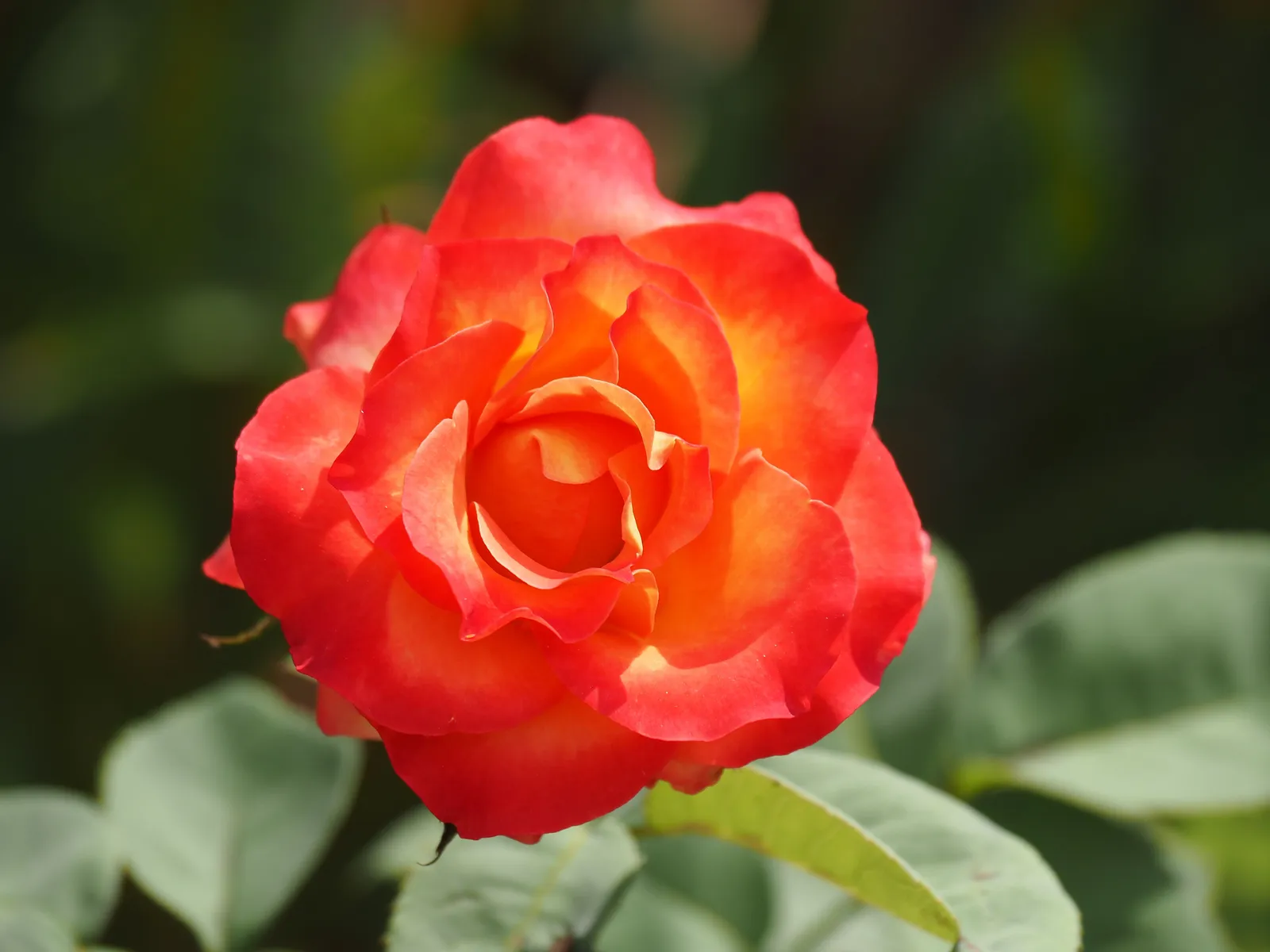 Floribundaros 'David® Rosenmager' - miniatyr 3