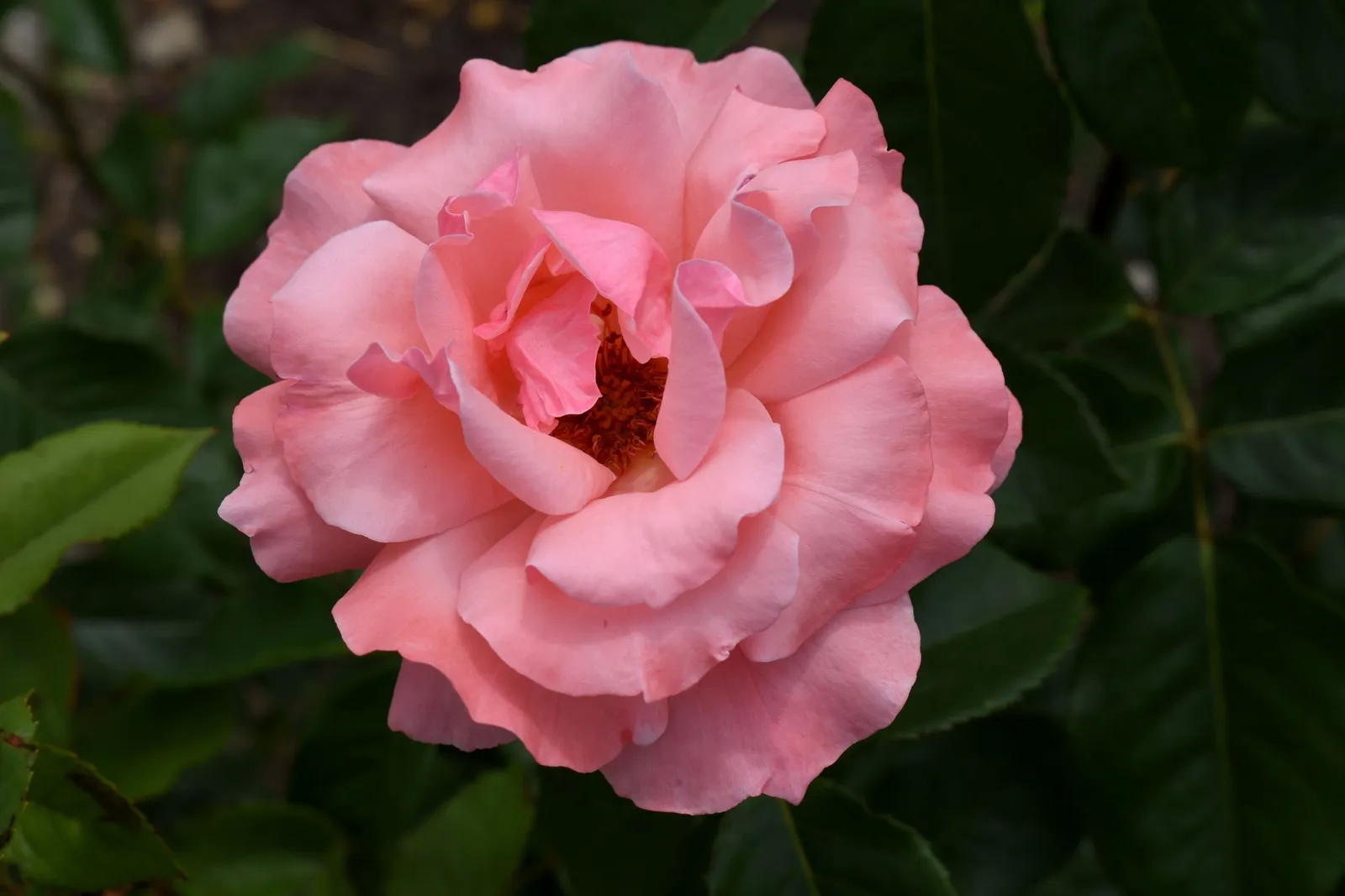 Grandiflora-ros 'Queen Elisabeth' - miniatyr 4
