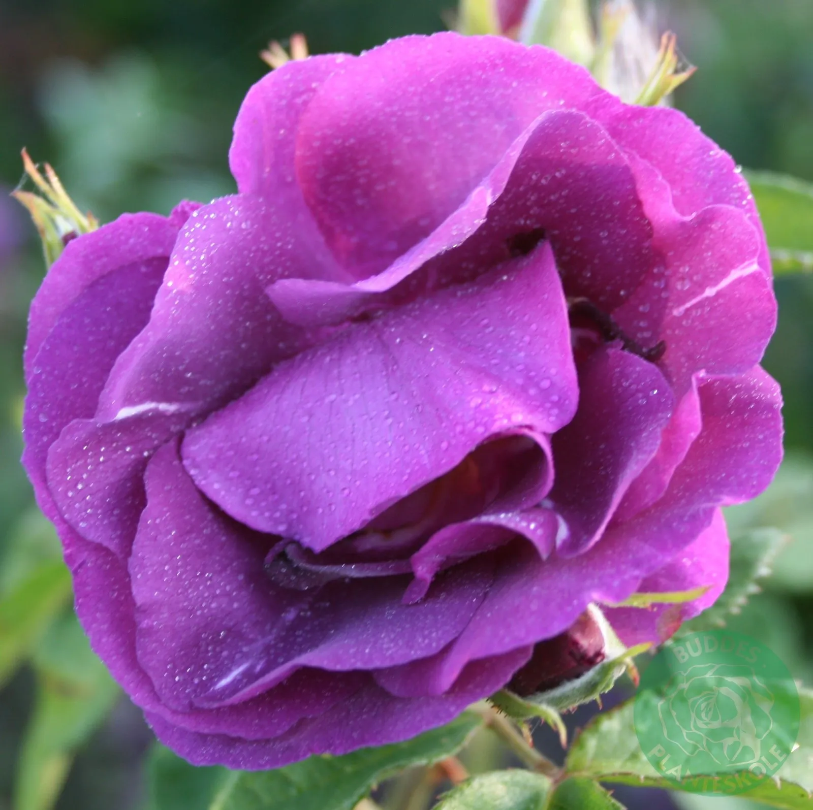 Modern buskros RHAPSODY IN BLUE ('Frantasia'PBR)