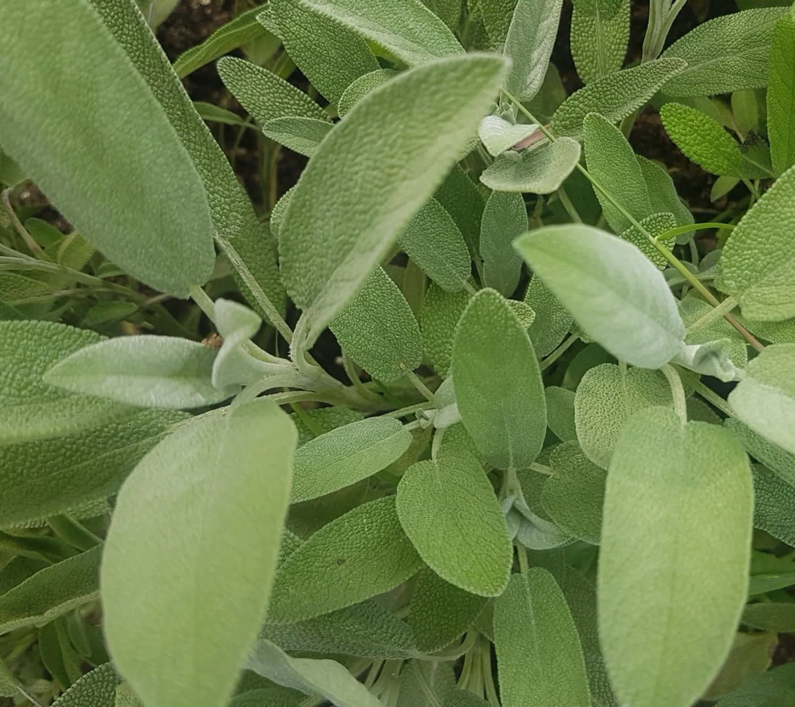 Salvia 'Salvia', ekofrö