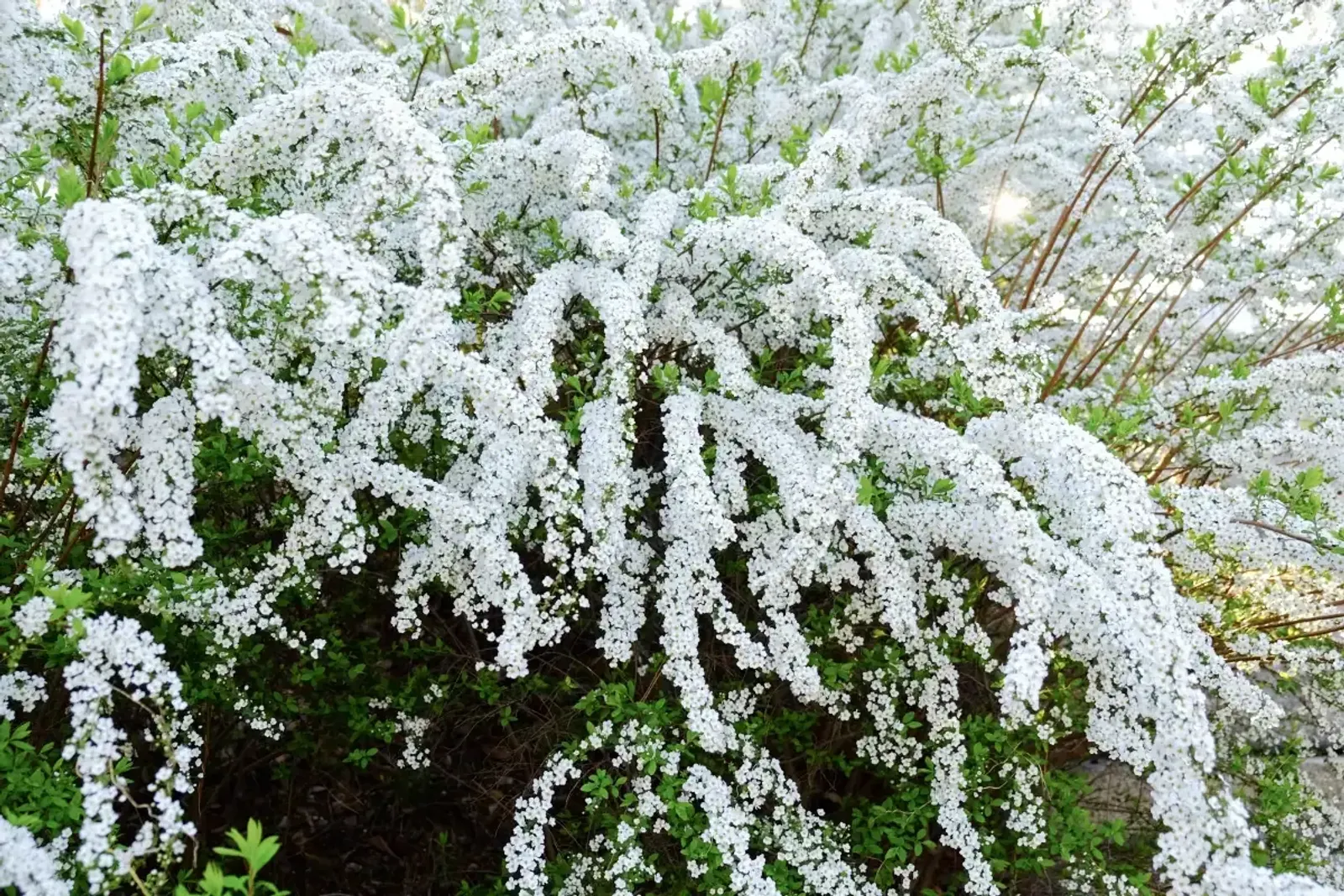 Norskspirea 'Grefsheim', 30-50 cm — närbild