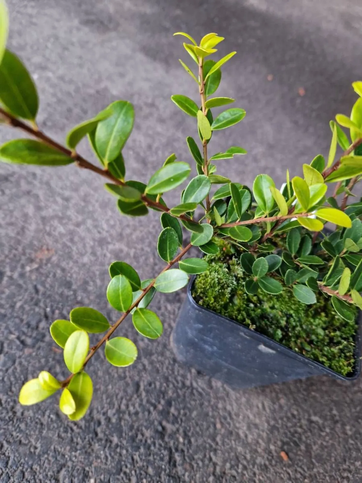 Japansk järnek 'Green Hedge', 10-20 cm — detalj 3