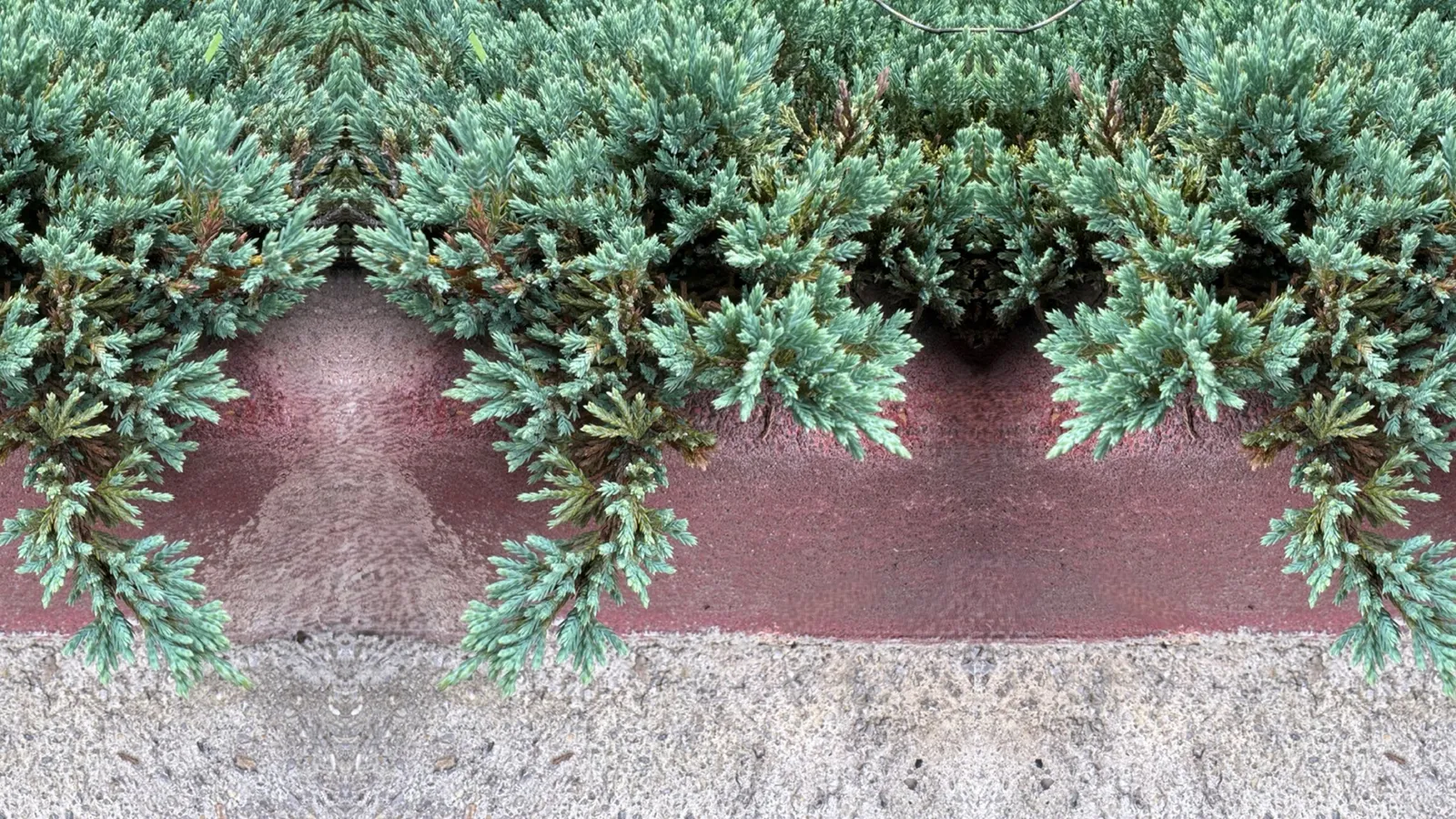 Himalaya-en 'Blue Carpet', 30-40 cm - miniatyr 4