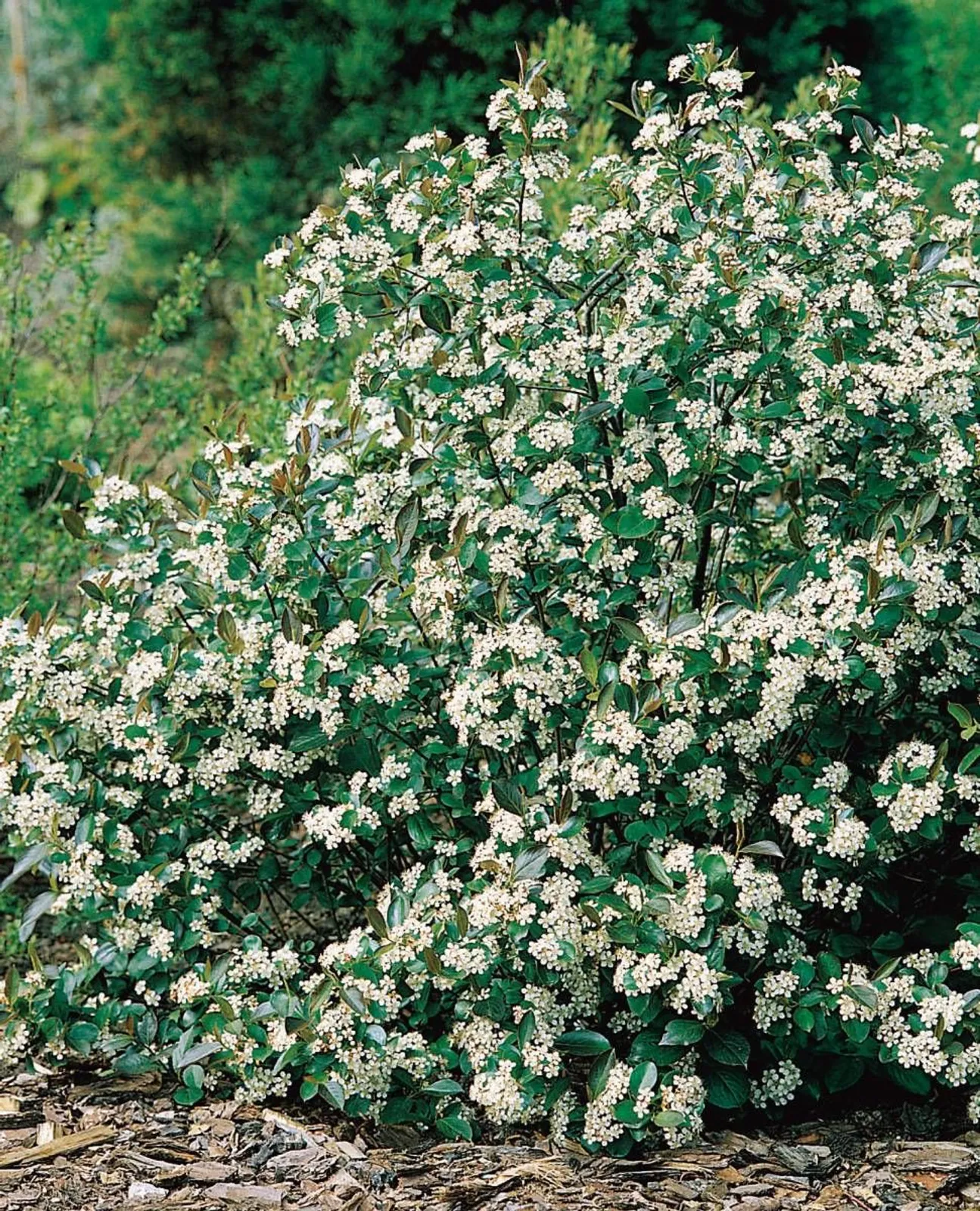 Svartaronia 'Hugin', 20-40 cm