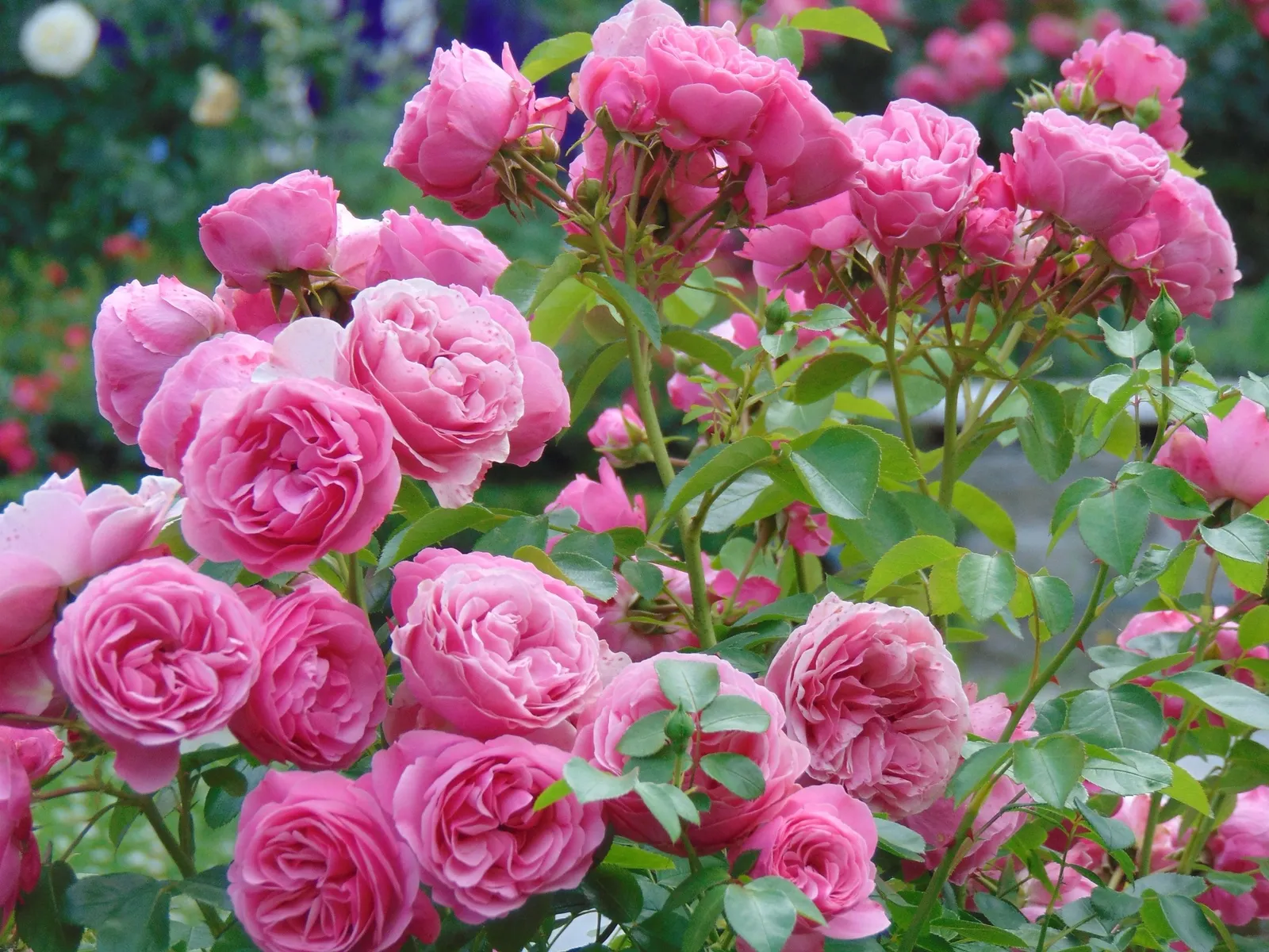 Floribundaros HOME & GARDEN ('Korgrasotra') - miniatyr 2