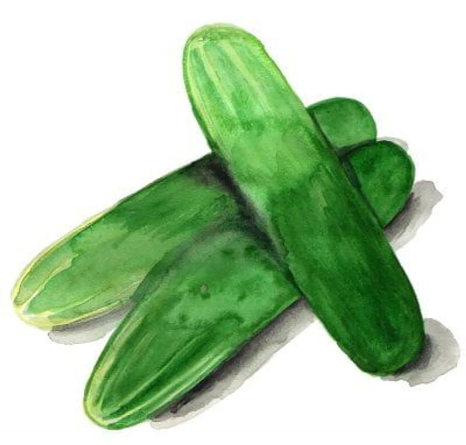 Gurka 'Tanja', Frö