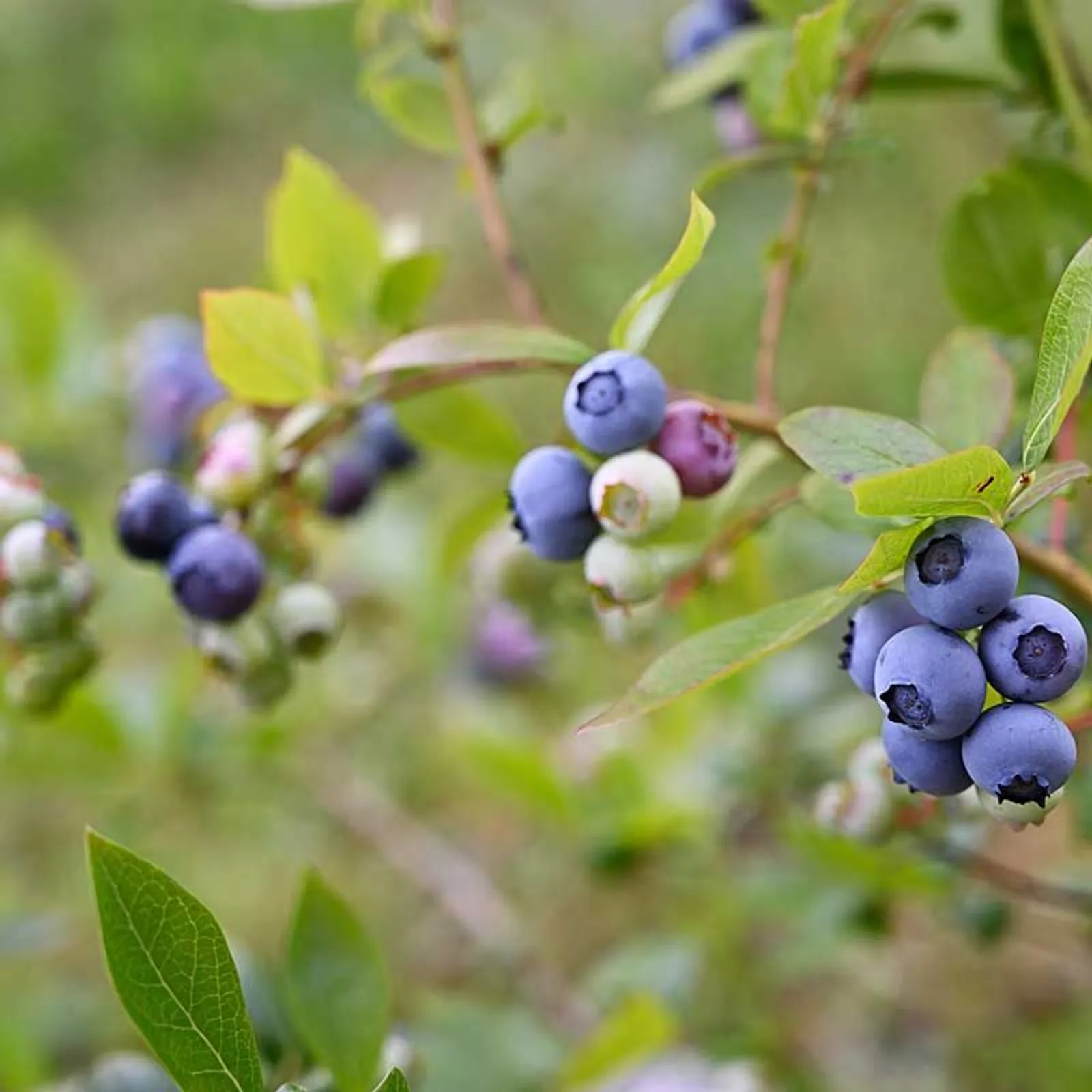 Amerikanskt Blåbär 'Roxy Blue'