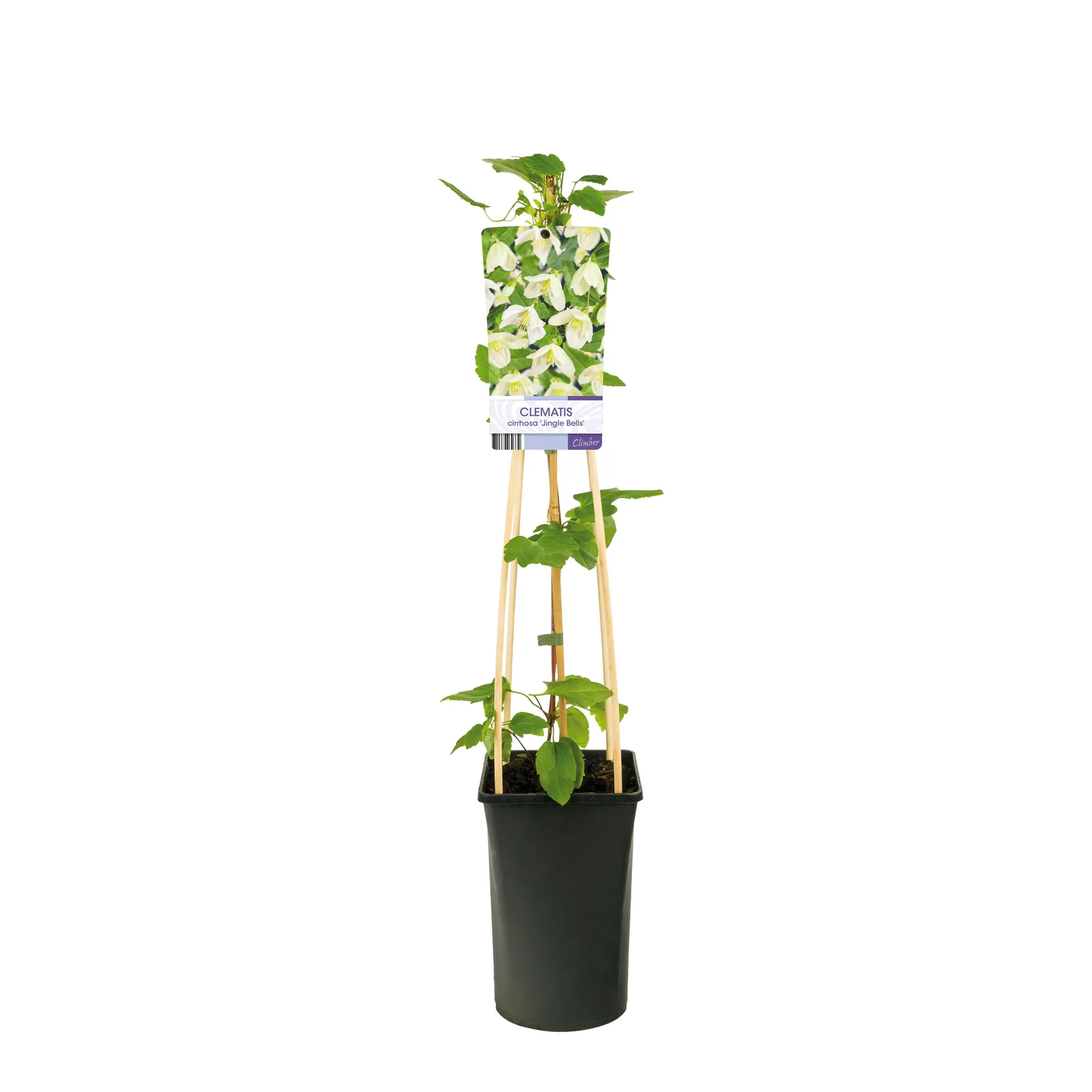 Cirrhosa-klematis 'Jingle Bells' - miniatyr 2