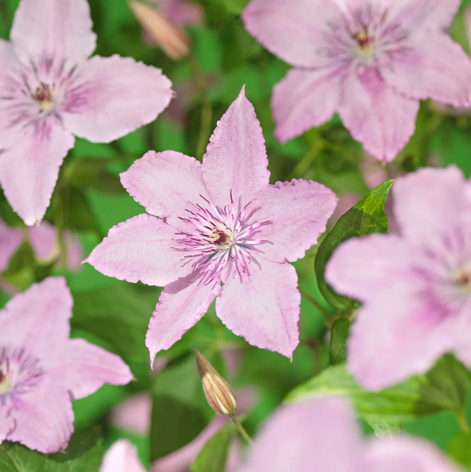 Klematis (Sena Storblommiga Gruppen) 'Hagley Hybrid'