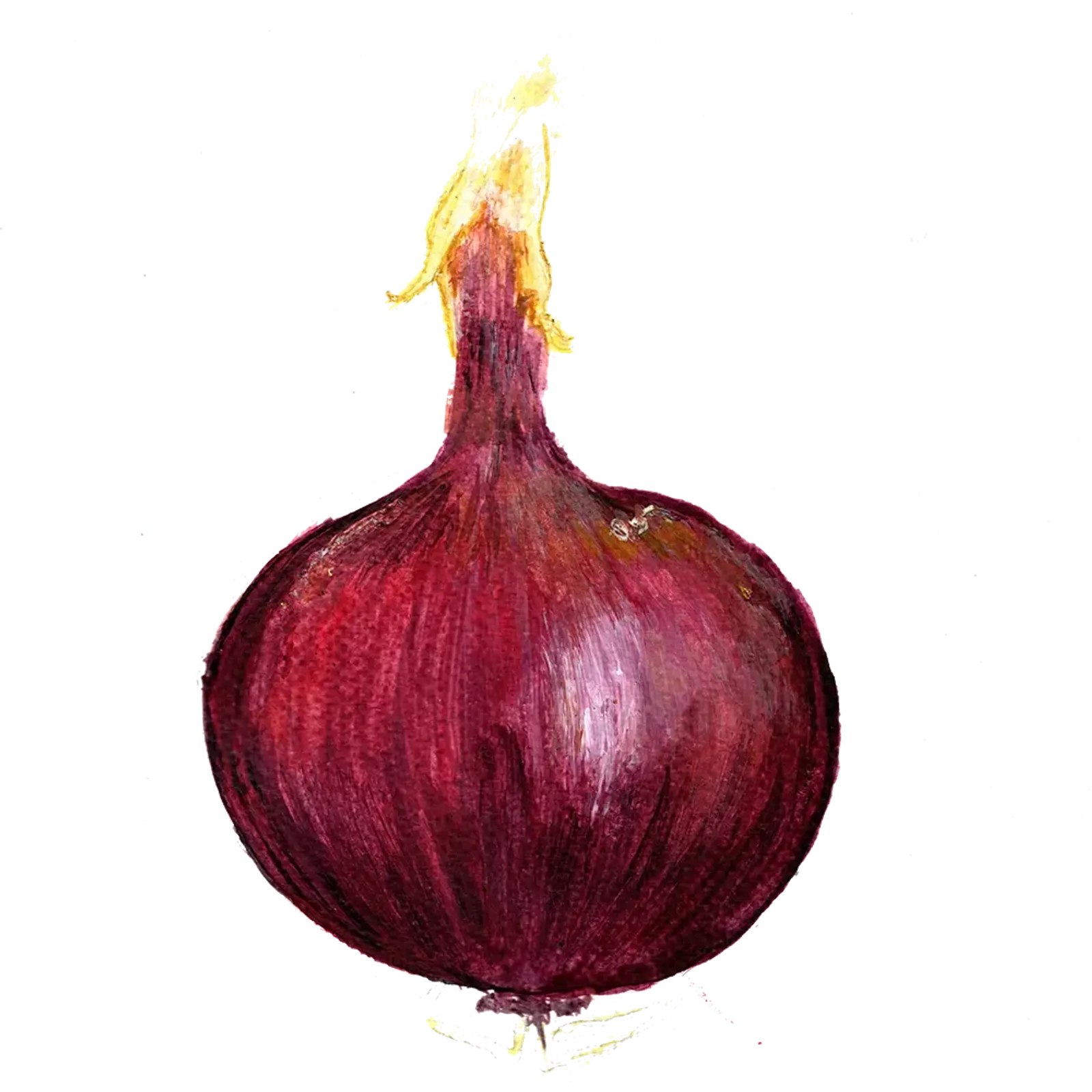 Rödlök 'Robelja', Frö