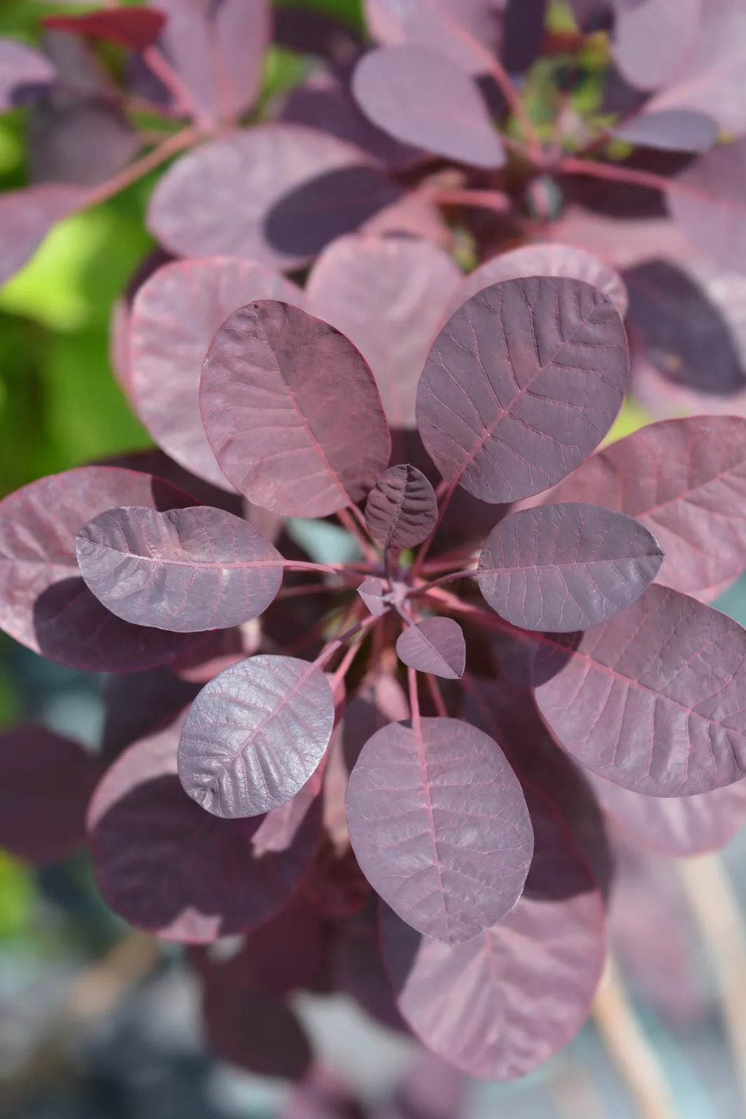 Rödbladig perukbuske 'Royal Purple' - miniatyr 5