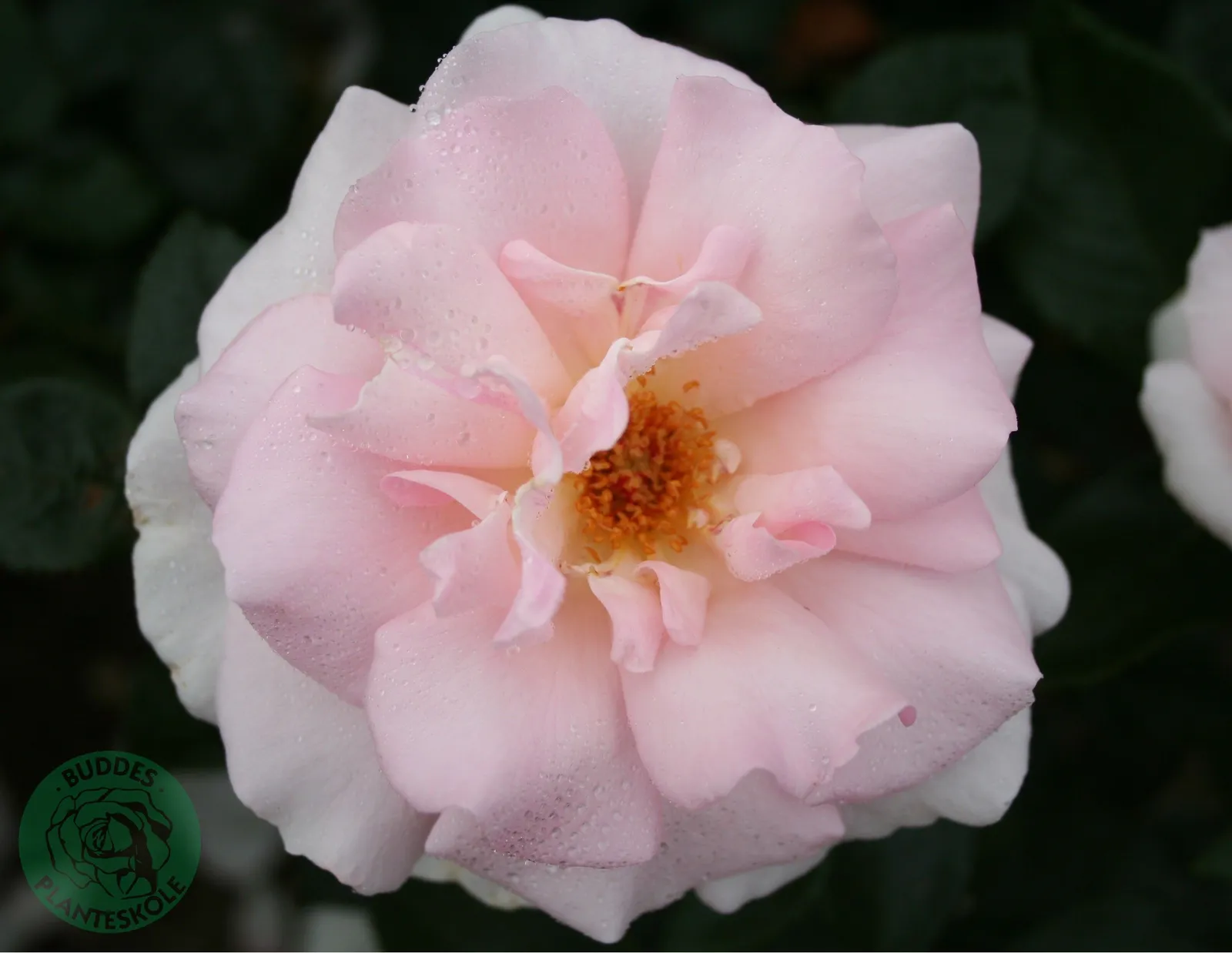 Tehybridros A WHITER SHADE OF PALE ('Peafanfare'PBR) - miniatyr 2