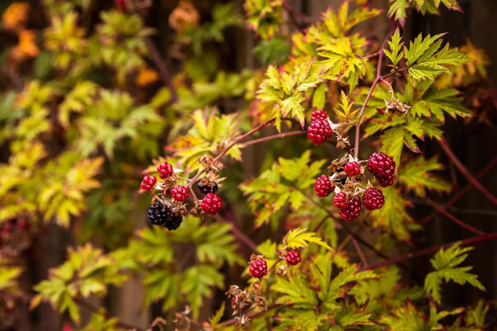 Flikbjörnbär 'Thornless Evergreen', 1-pack — närbild