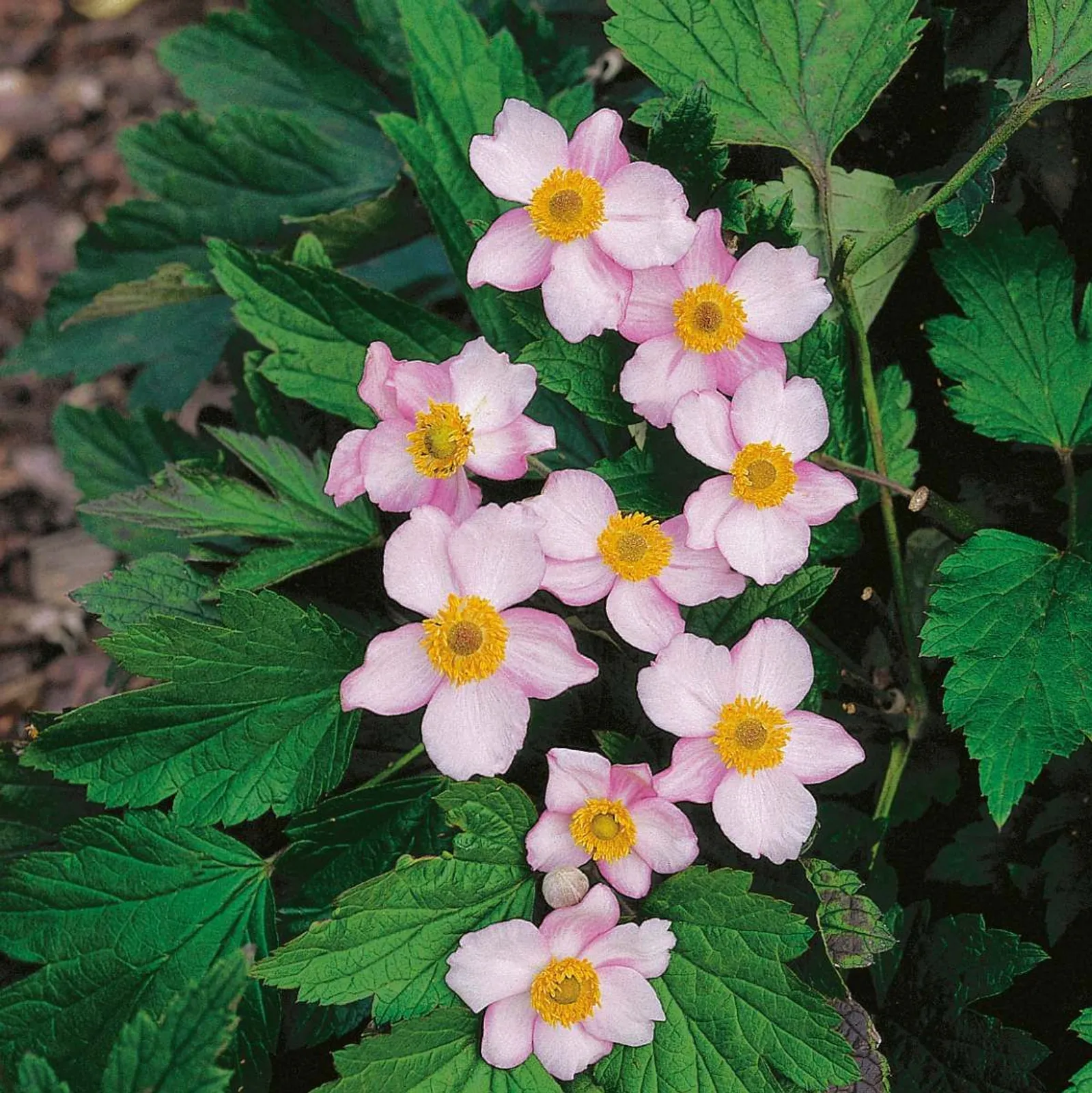 Höstanemon 'Robustissima'