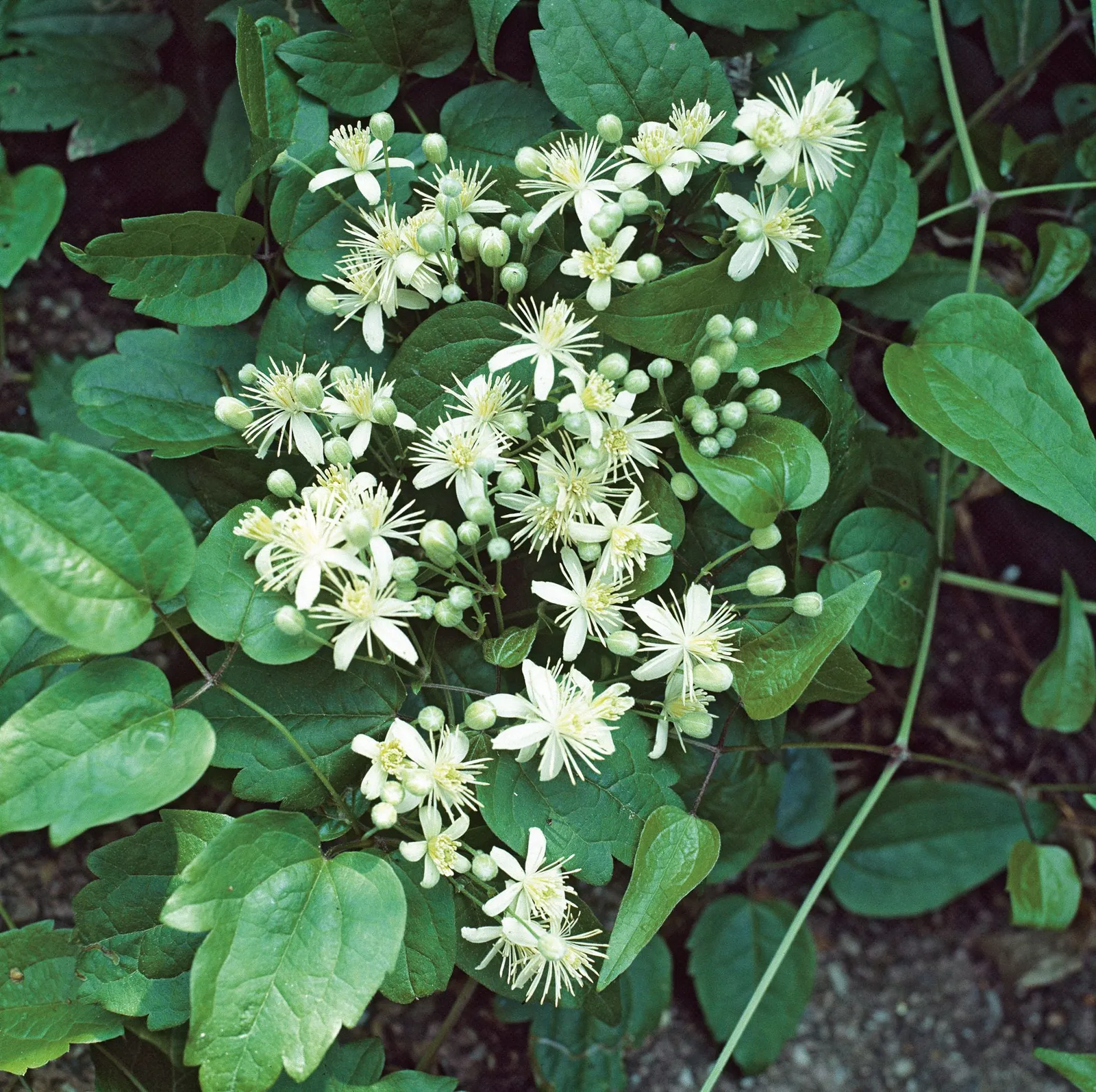 Skogsklematis