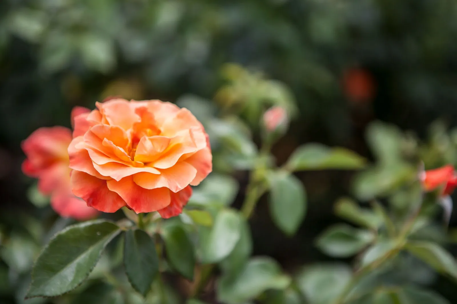 Floribundaros FELLOWSHIP ('Harwelcome') - miniatyr 4