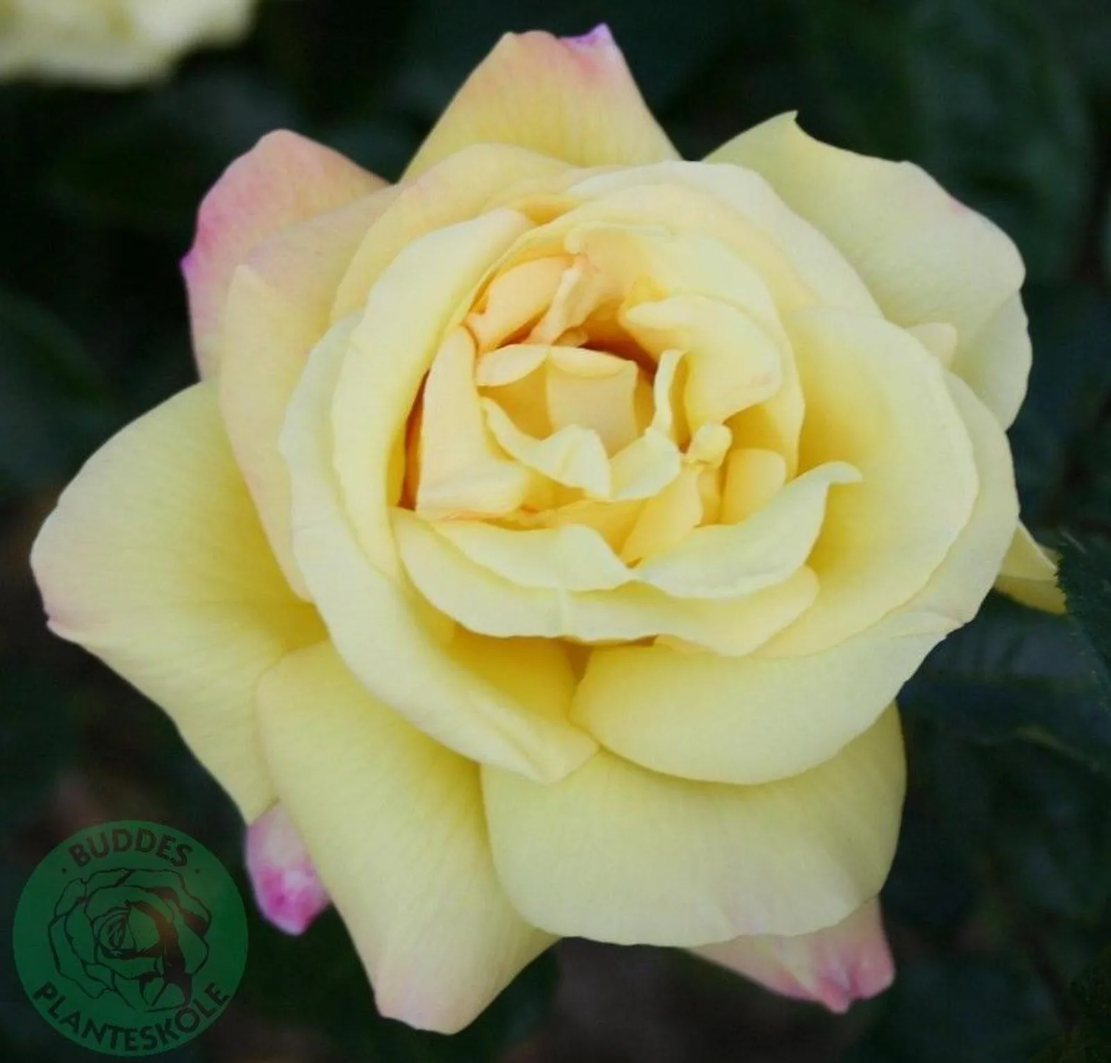 Tehybridros PEACE®, syn. tehybridros 'Mme A. Meilland'