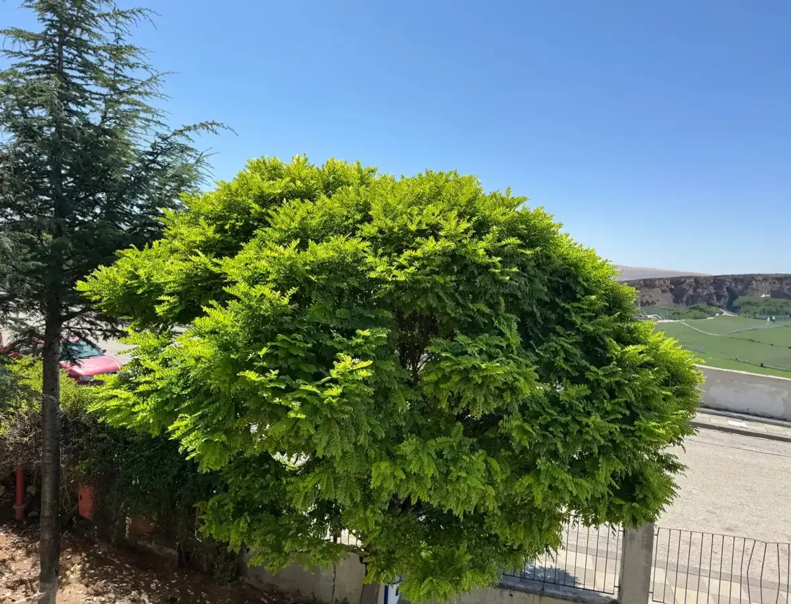 Klotrobinia 'Umbraculifera', Högstammat träd — detalj 5