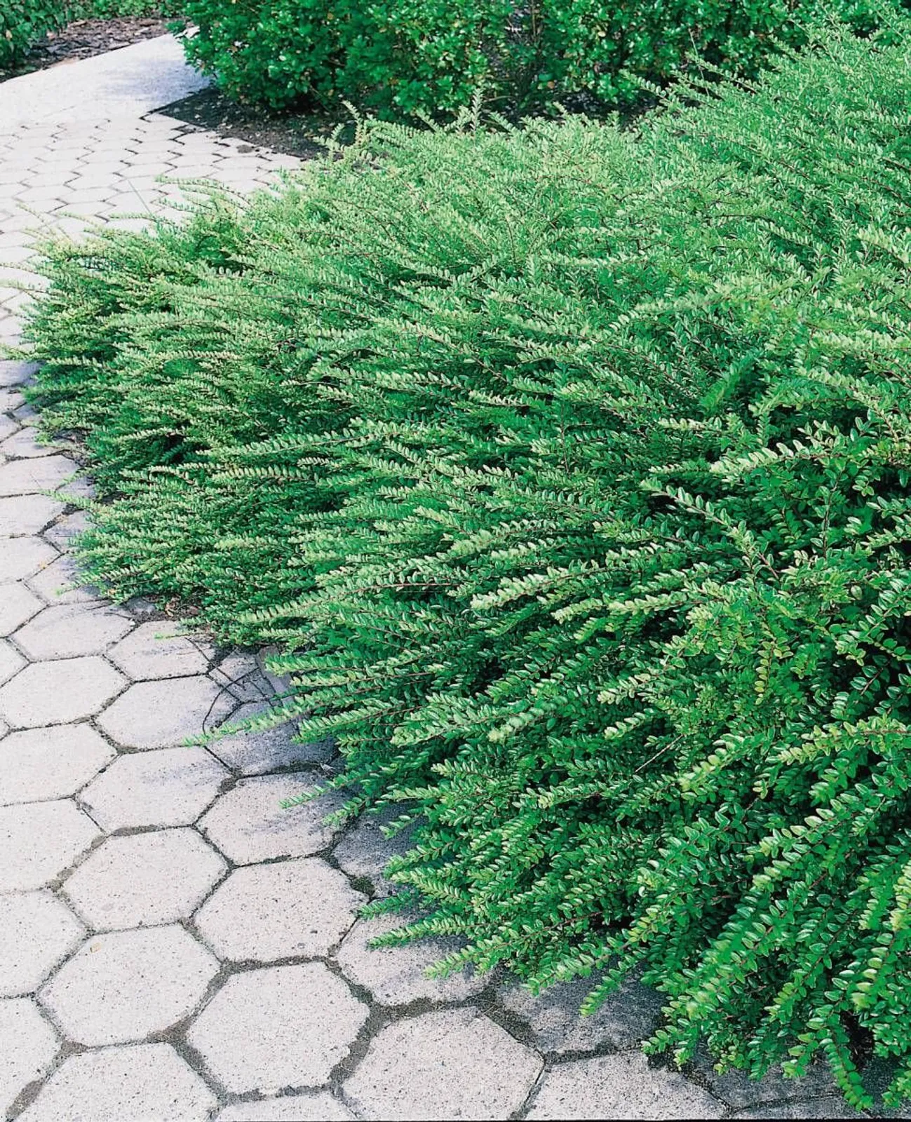 Myrtentry 'Maigrün', 15-30 cm — detalj 2