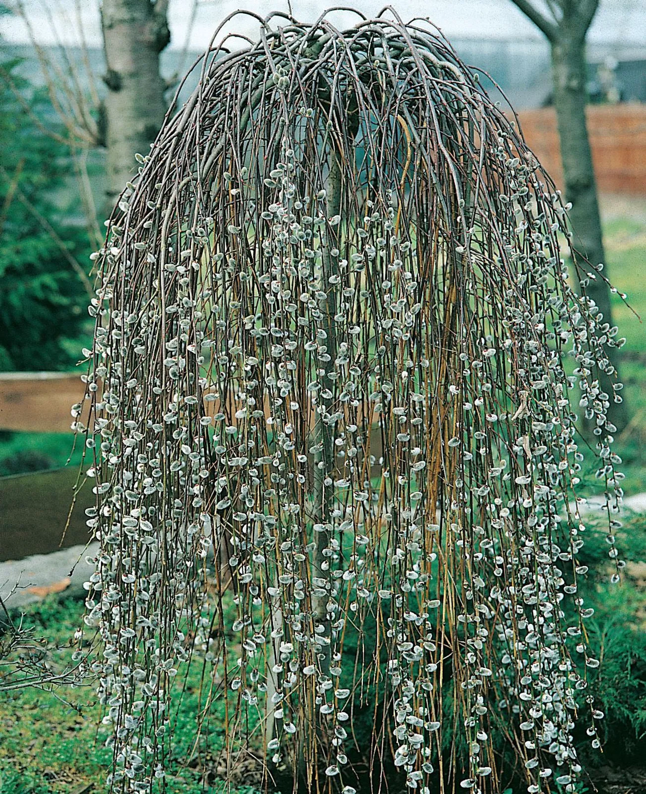 Hängsälg, Sh 100-120