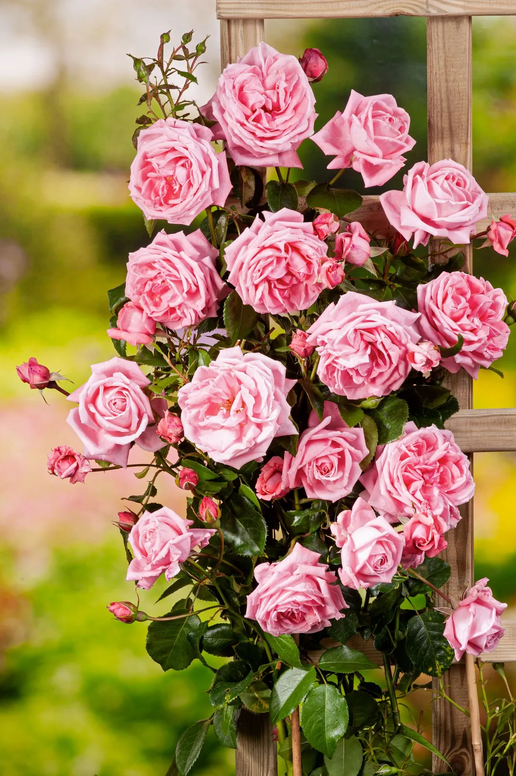 Storblommig klätterros 'Coral Dawn' - miniatyr 2