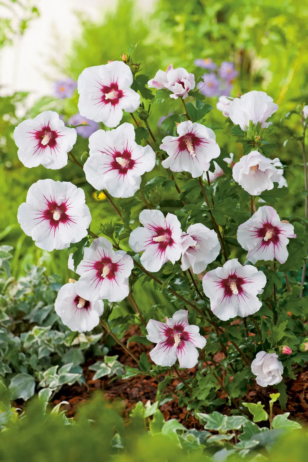 Frilandshibiskus 'Red Heart'