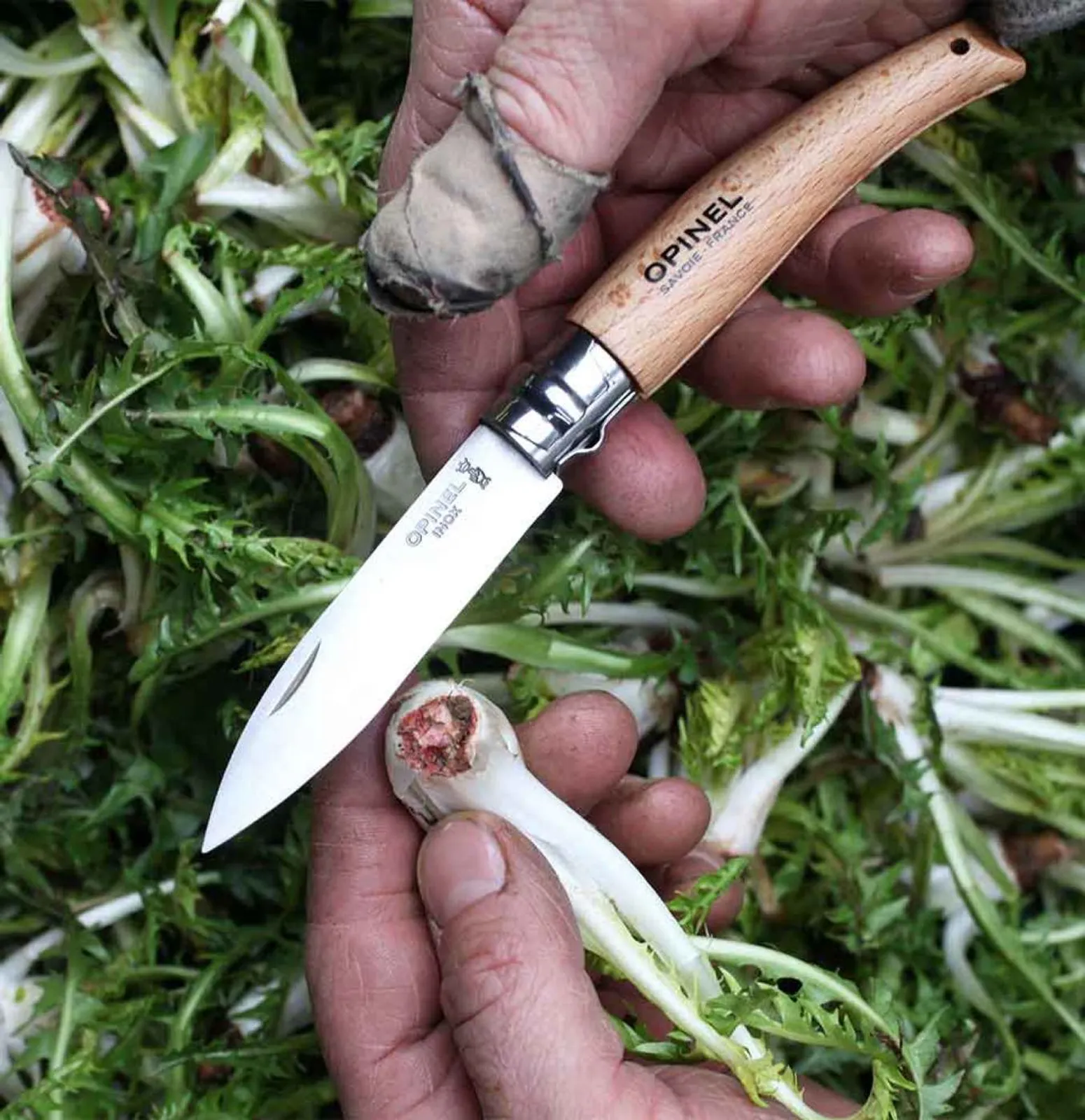Opinel N08 trädgårdskniv med trähandtag skär färsk grönska i frodig grön miljö
