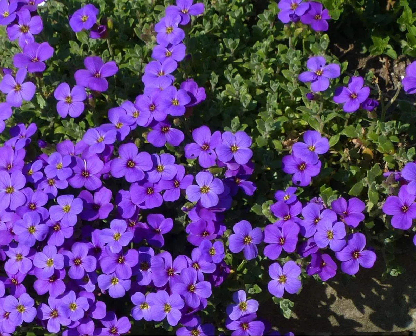Aubrietia 'Blaumeise'