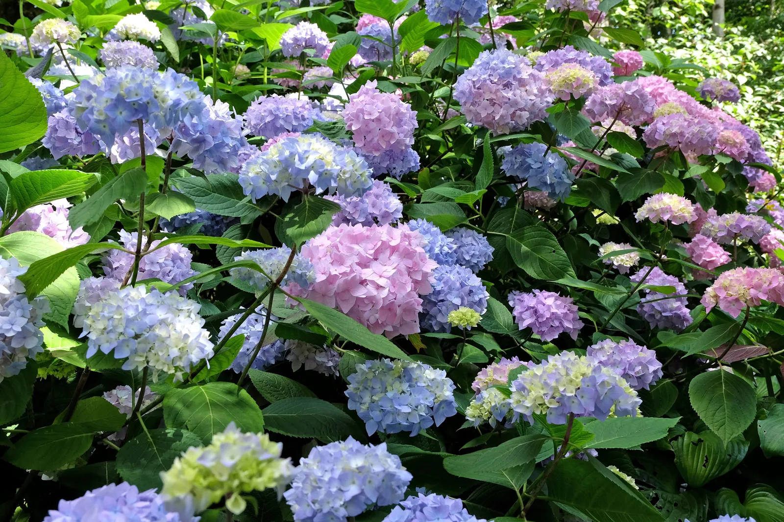 Hortensia THE ORIGINAL ('Bailmer') - miniatyr 5