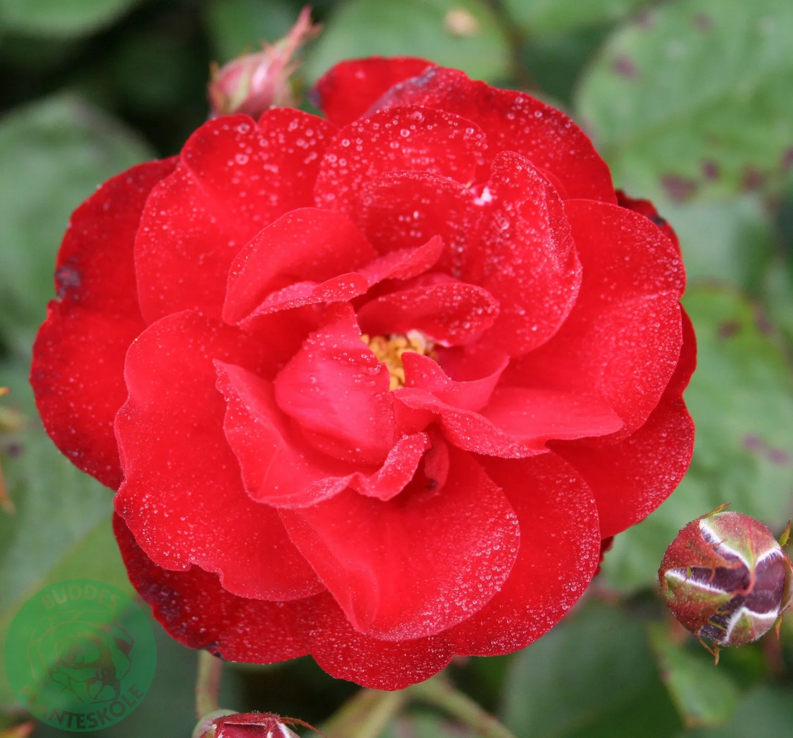 Floribundaros LILLI MARLEEN® ('Korlima')