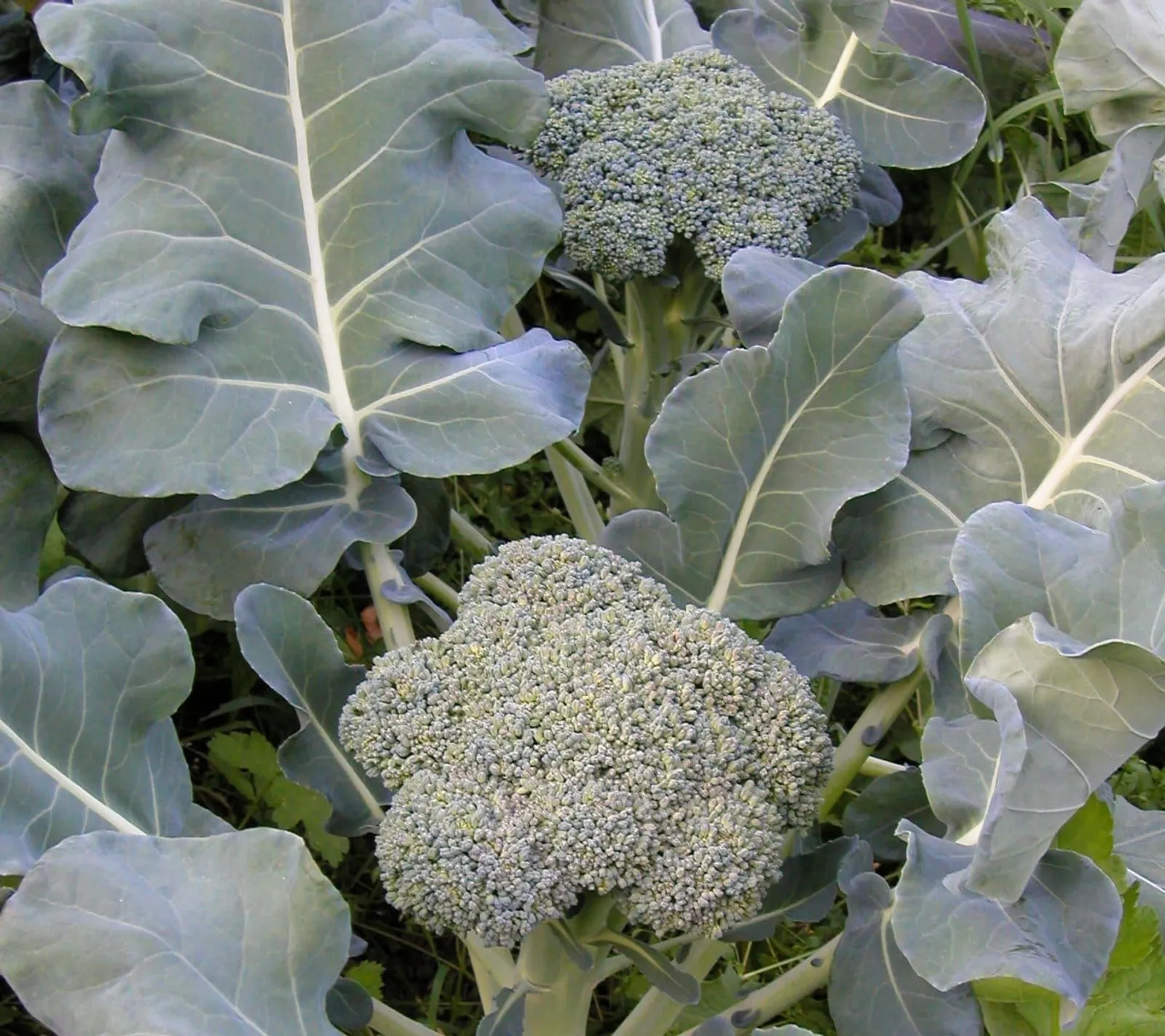 Broccoli 'De Cicco', ekofrö