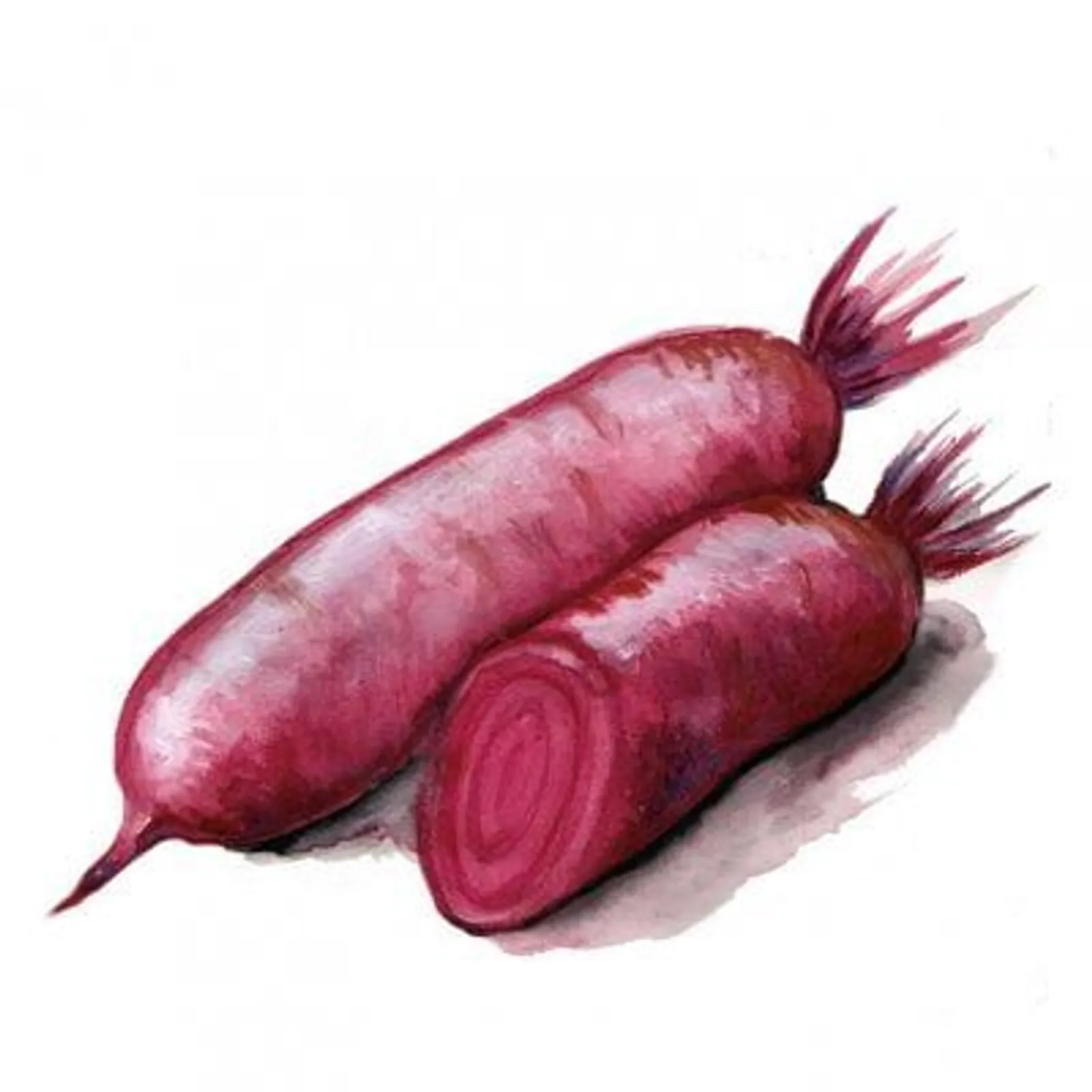 Rödbeta 'Forono', Frö