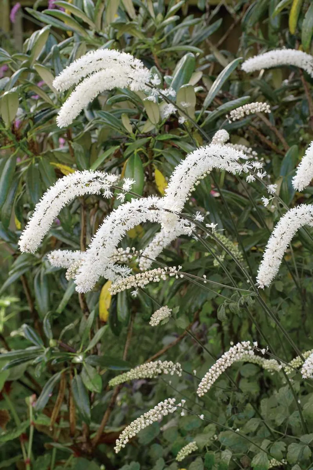 Höstsilverax 'Brunette'