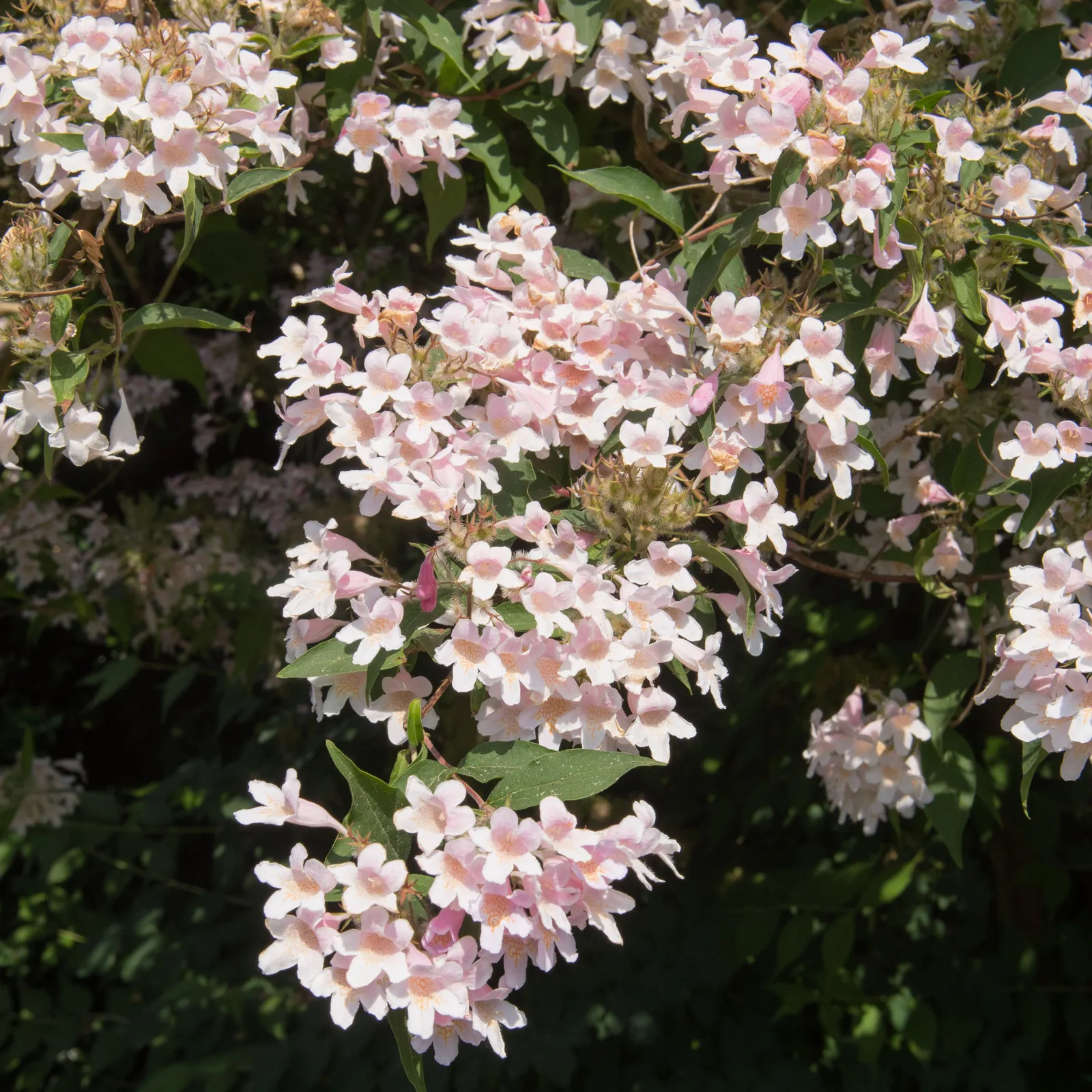 Paradisbuske 'Pink Cloud' - miniatyr 6