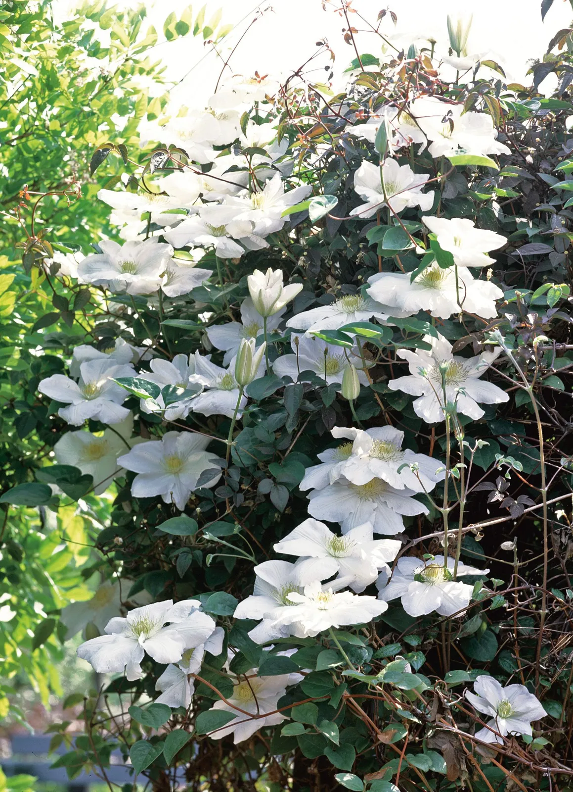Klematis (Tidiga Storblommiga Gruppen) 'Mevrouw Le Coultre'