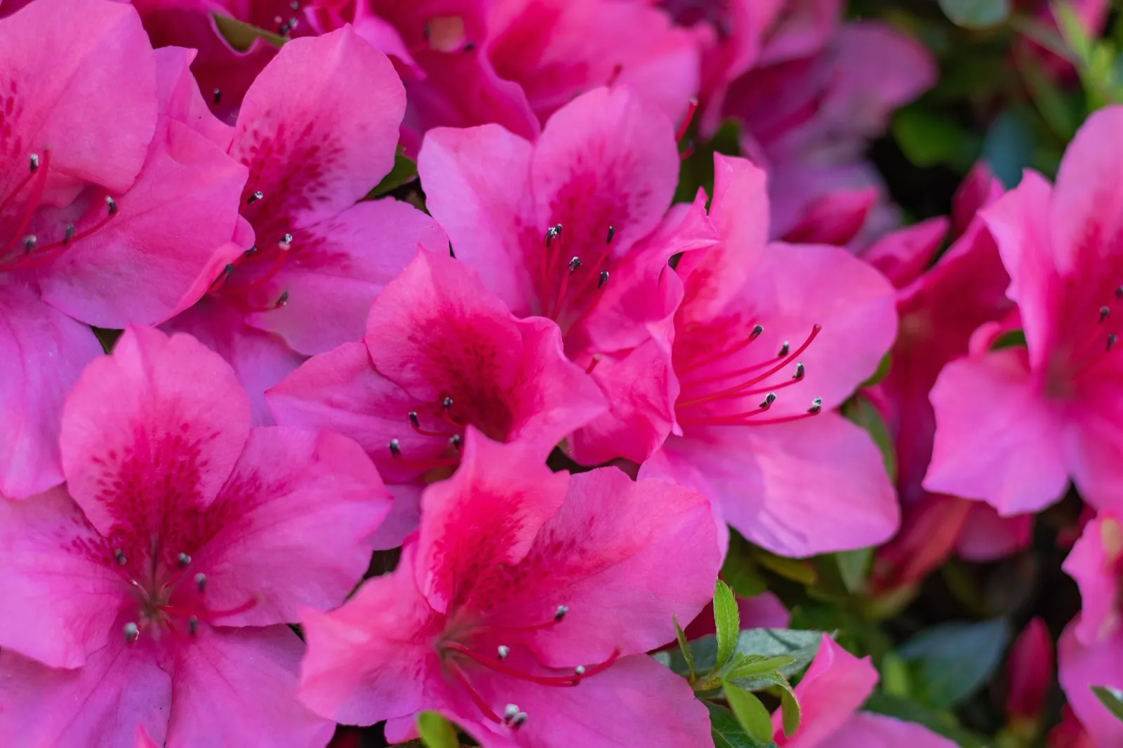 Japansk azalea "Kermesina", 20-25 cm - miniatyr 4