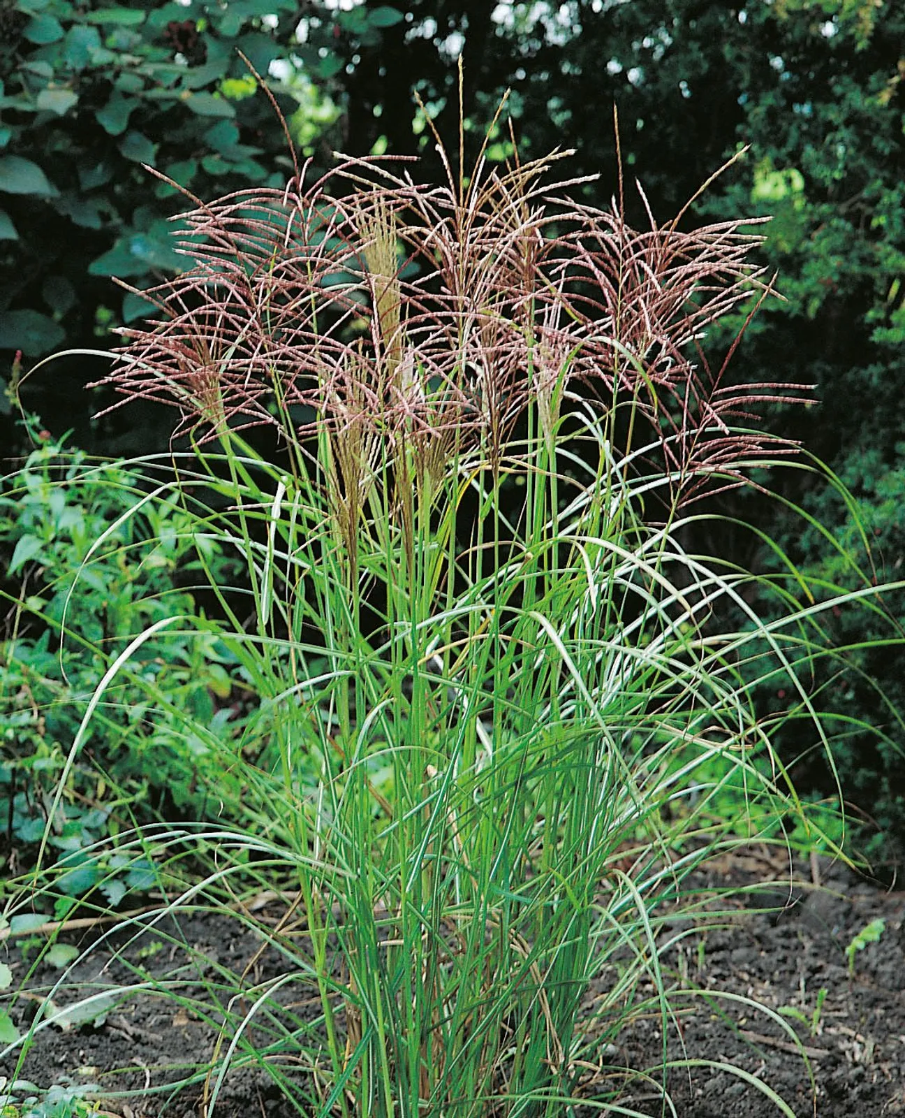 Glansmiskantus 'Ferner Osten', syn. japanskt gräs, 2L