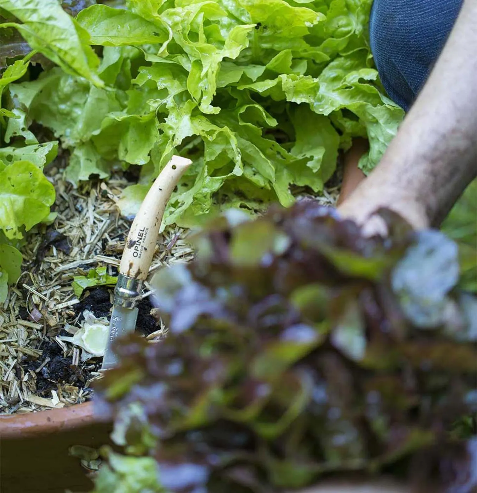 Opinel N08 trädgårdskniv bland livlig grön sallad med hand som håller färskskördad röd sallad i förgrunden