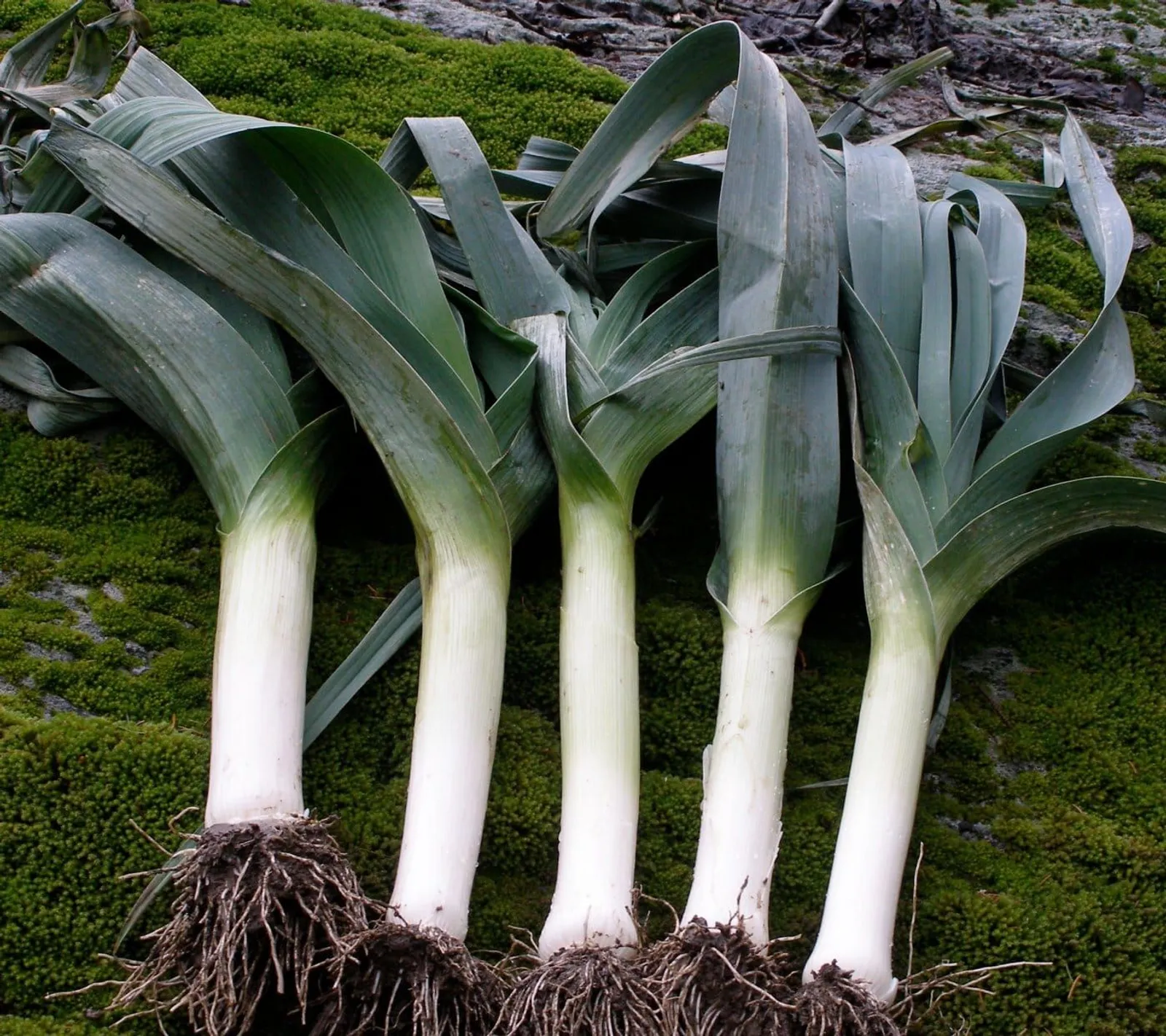 Purjolök 'Hannibal', ekofrö