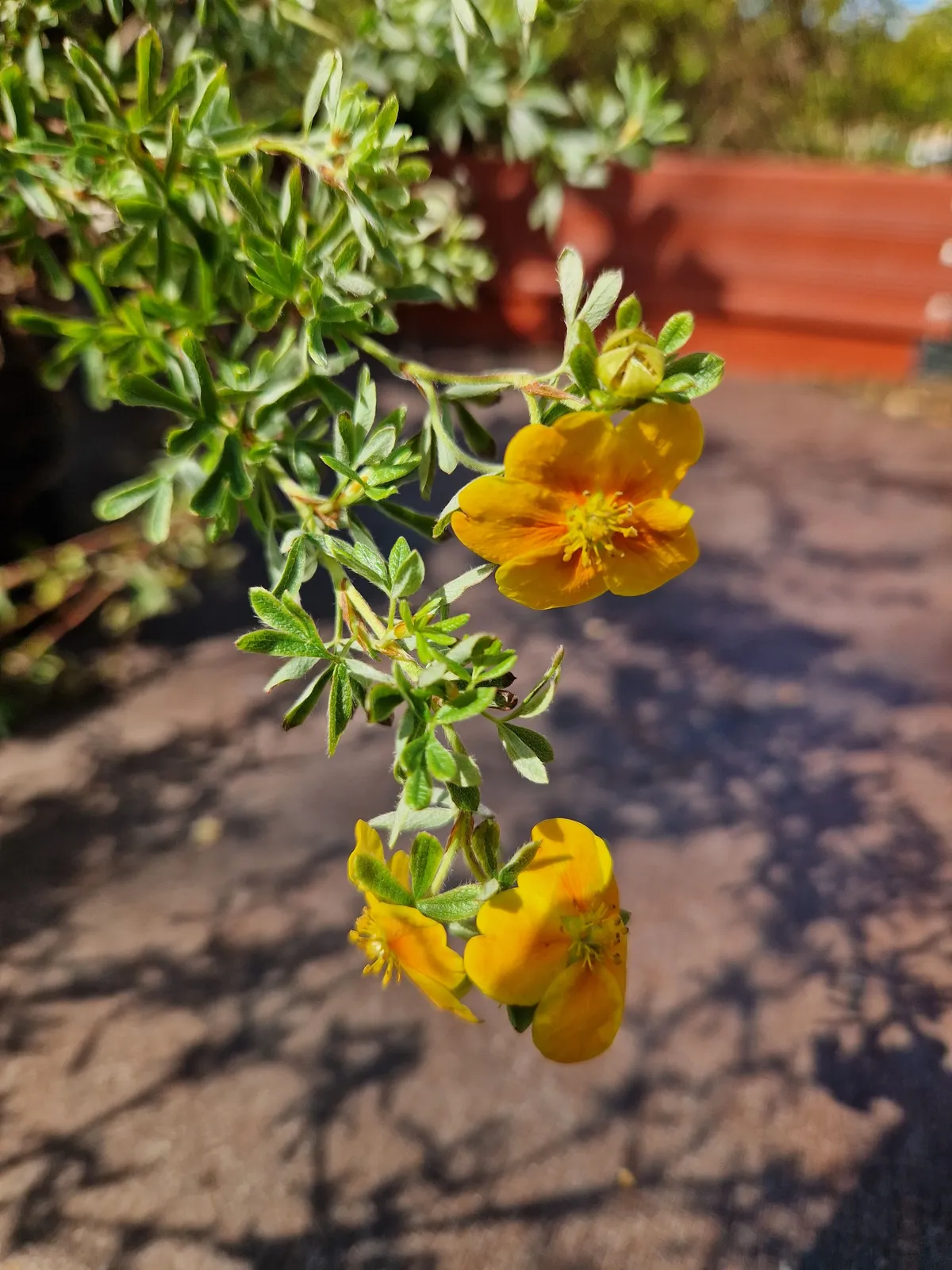 Trädgårdstok 'Hopsleys Orange' - miniatyr 5