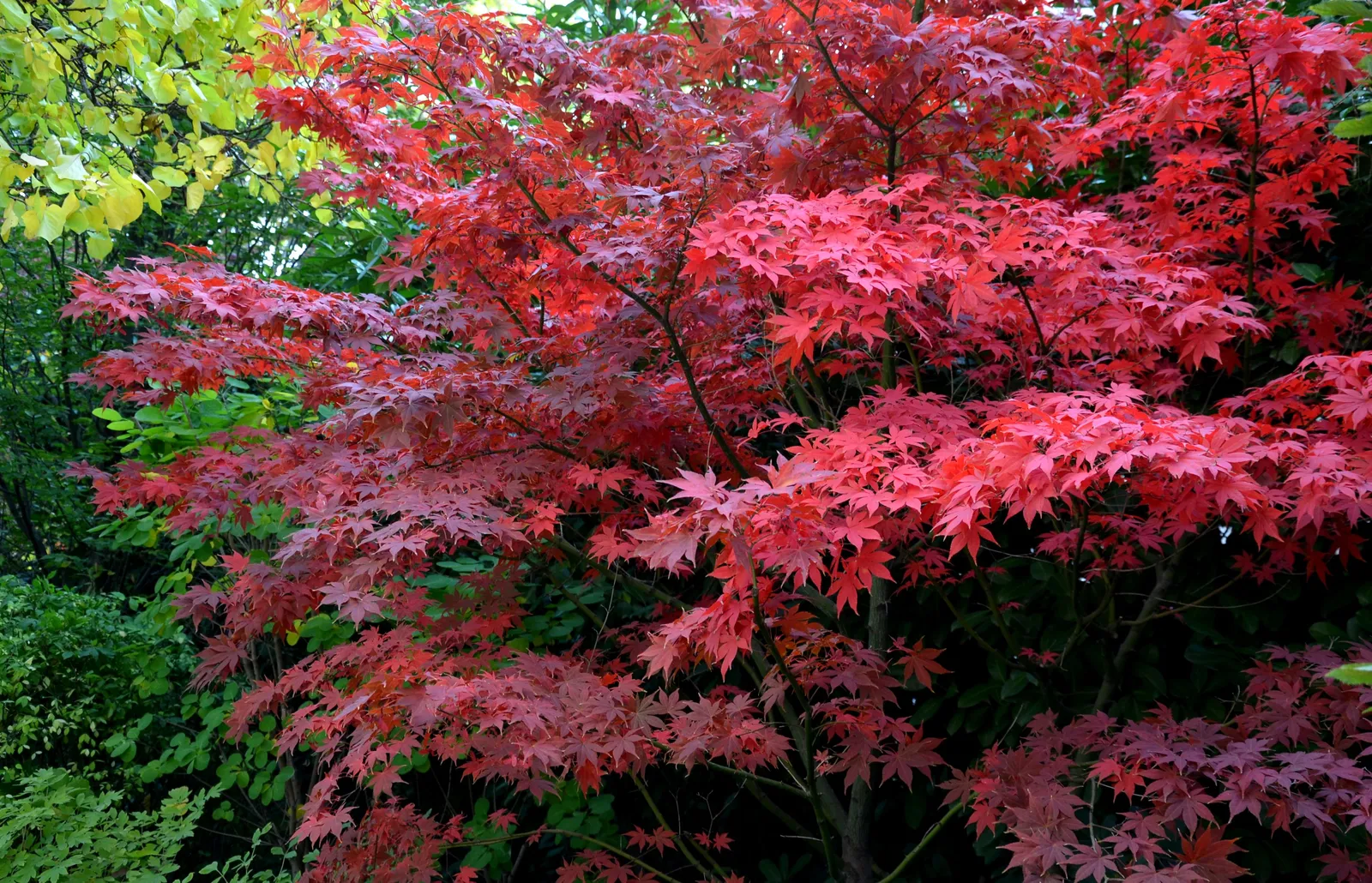 Japansk lönn 'Bloodgood', sol 100-125 cm, co/kl